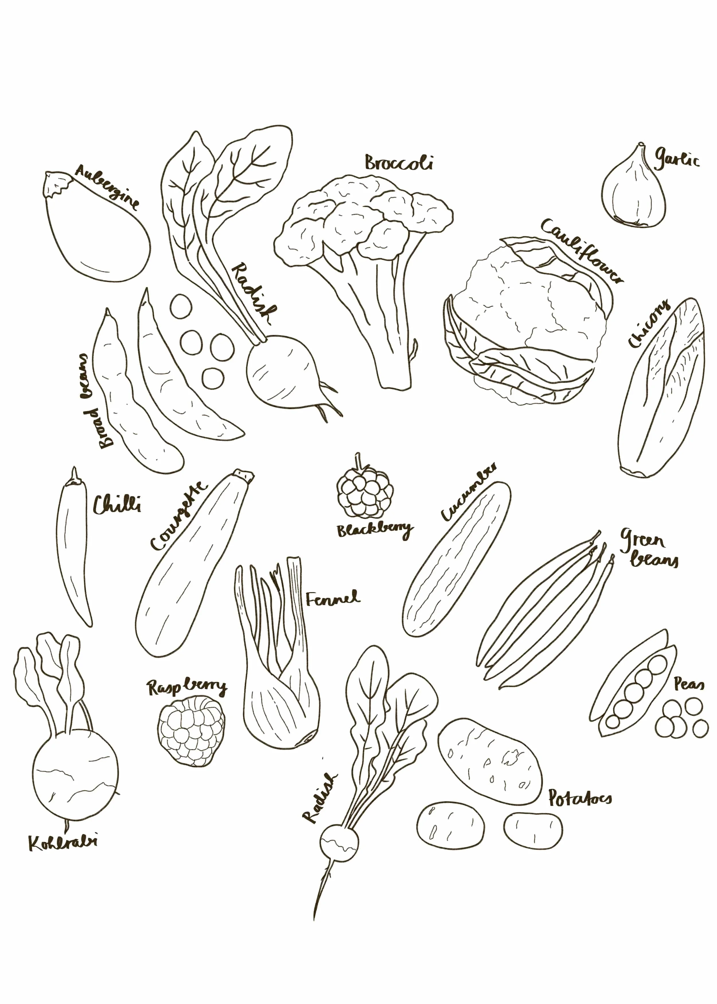 Line drawing of various vegetables including broccoli, cauliflower, garlic, chives, cucumber, green beans, peas, potatoes, radish, fennel, raspberry, blackberry, cucumber, yellow squash, and eggplant with handwritten labels.