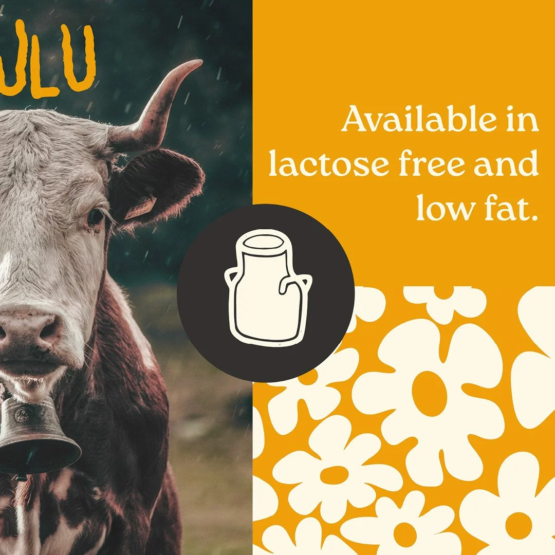 A promotional image featuring a cow on the left and an orange pattern with white flowers on the right. Text indicates the product is available in lactose-free and low-fat options. There is also an icon of a milk jug.