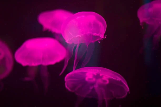 Why Do They Get to Be Happier?