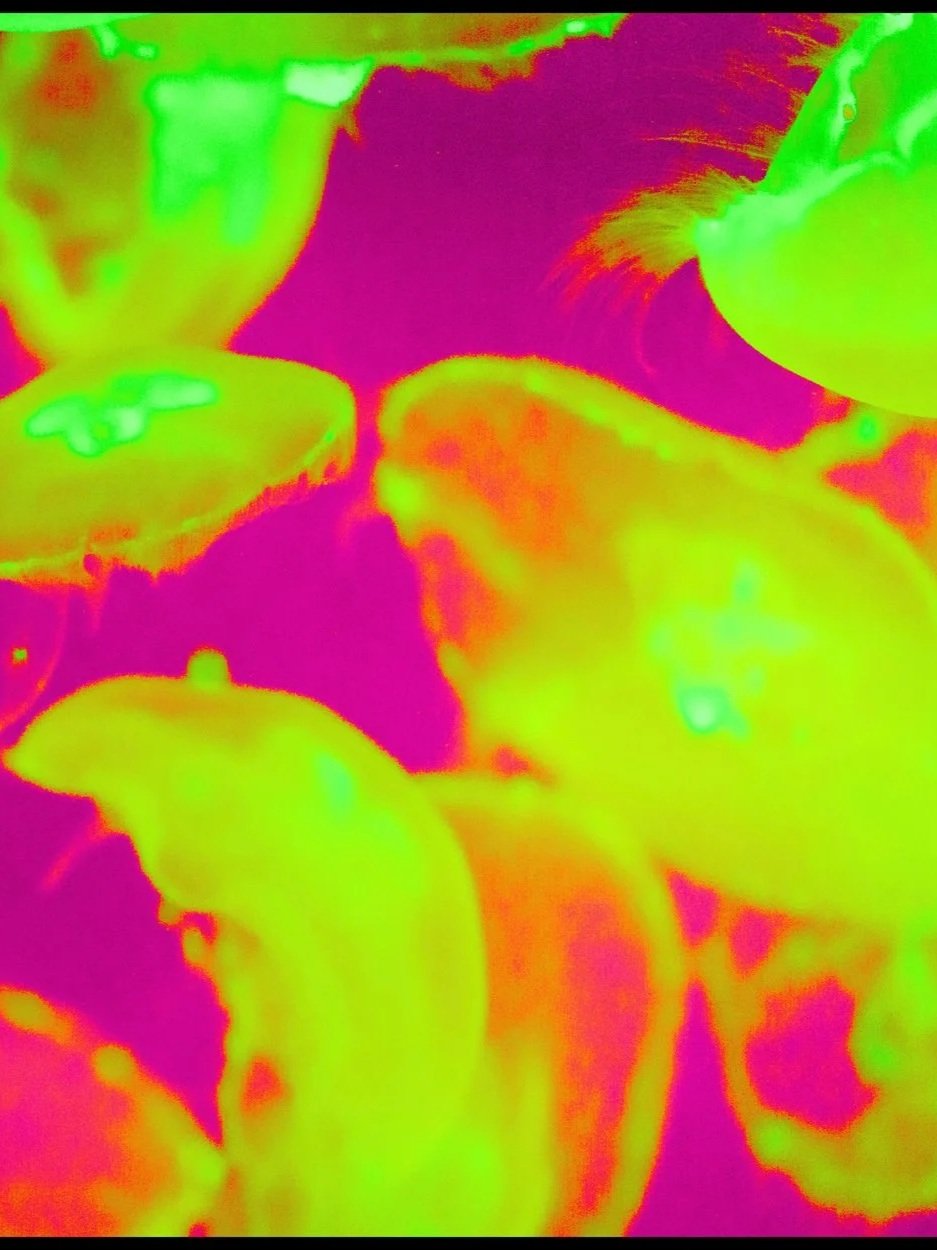 blurry pink and green and orange jellyfish