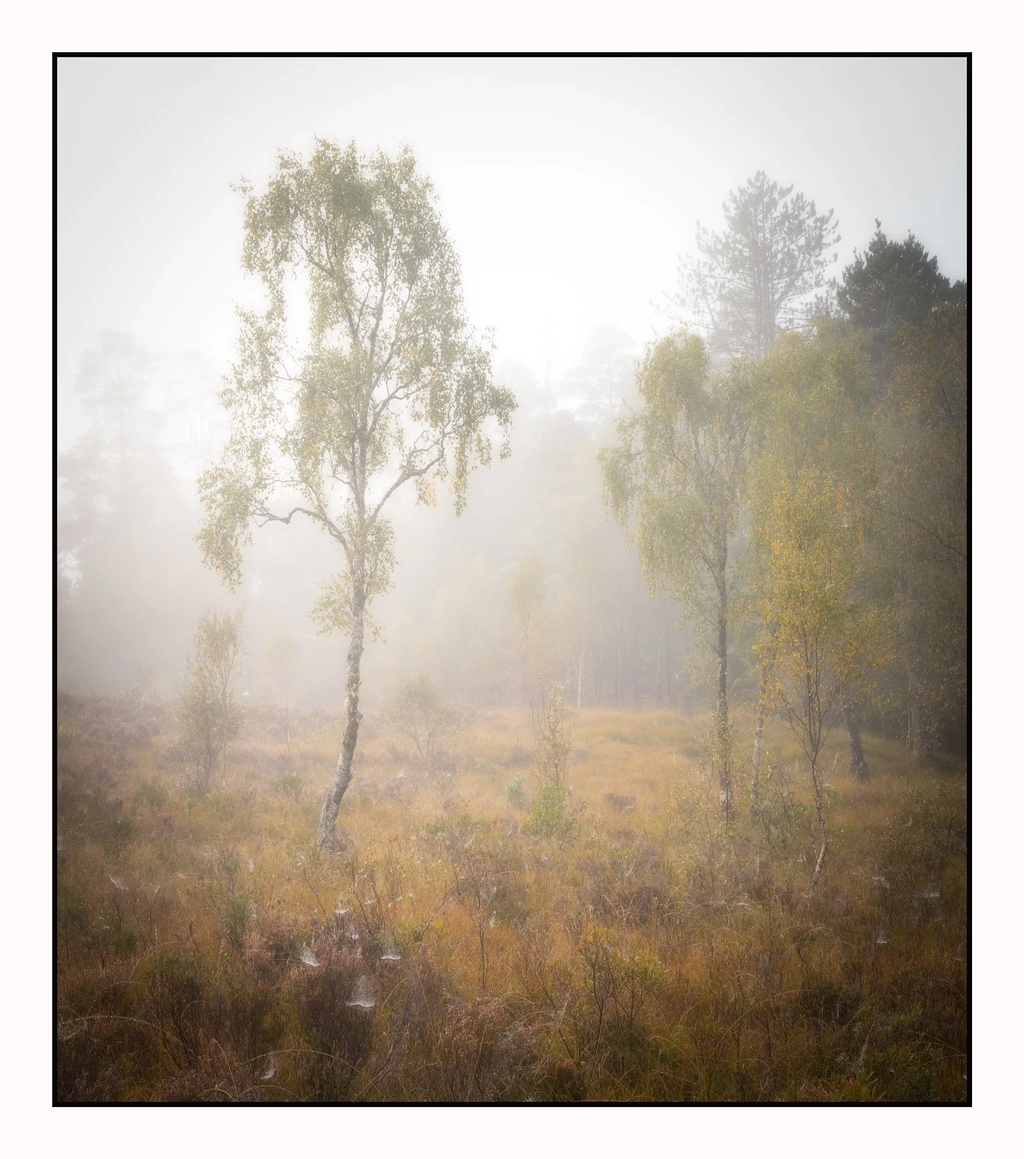 Foggy forest with trees and grass.