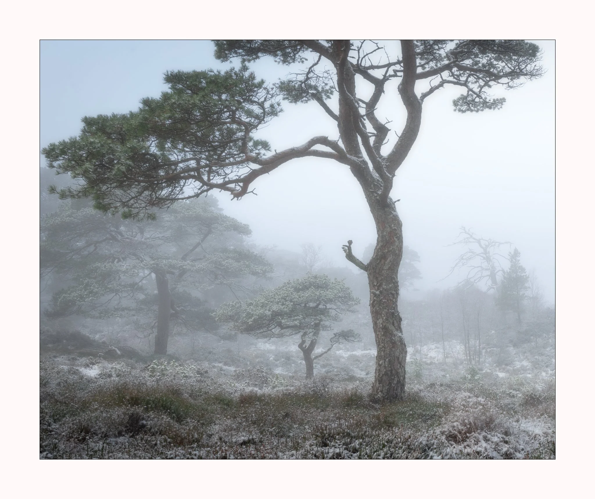 Snow-covered trees in a foggy landscape with muted colors and fog obscuring distant trees.