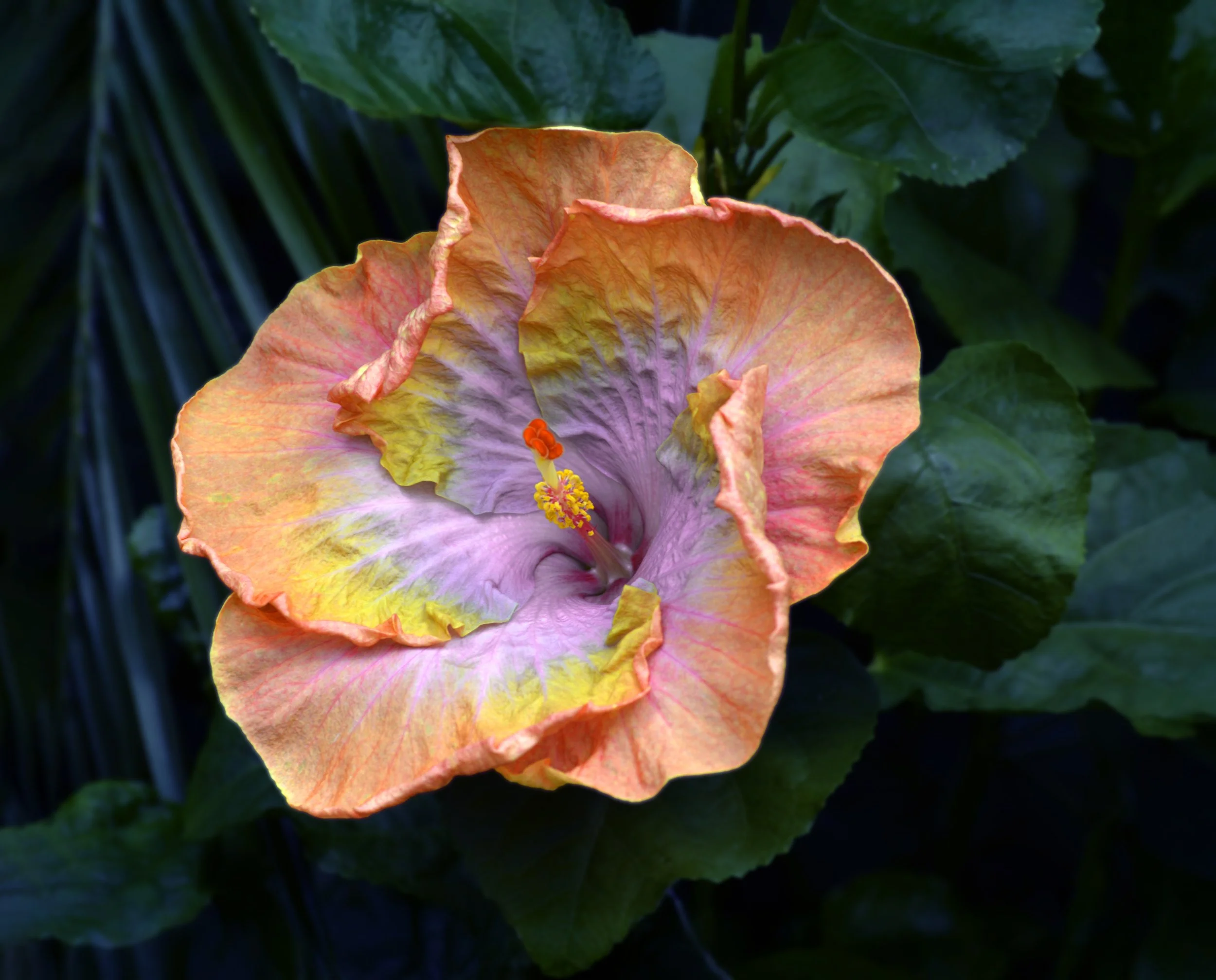 HibiscusPop Up - Susan Oakes.jpg