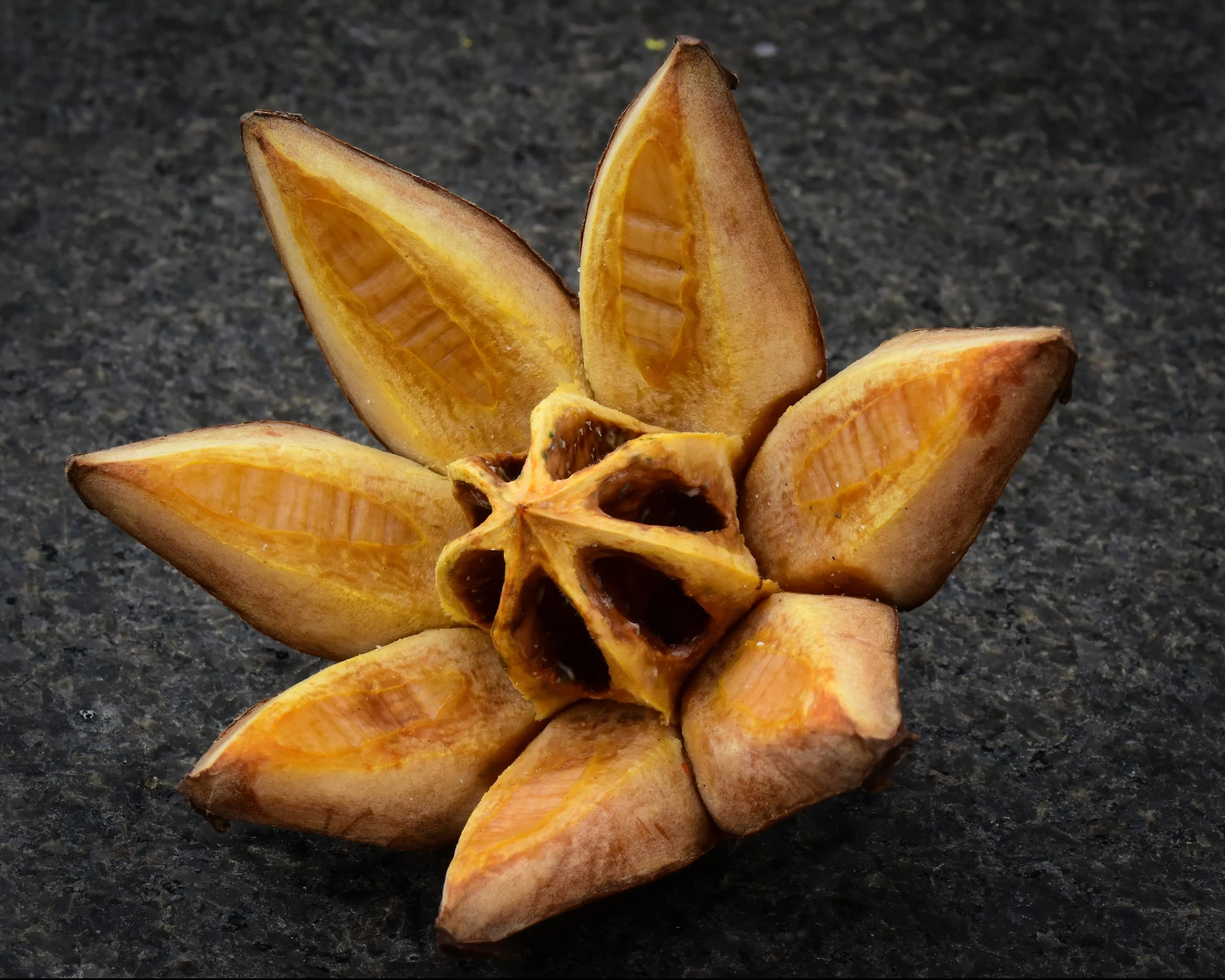 Clusia Rosea Seed Pod