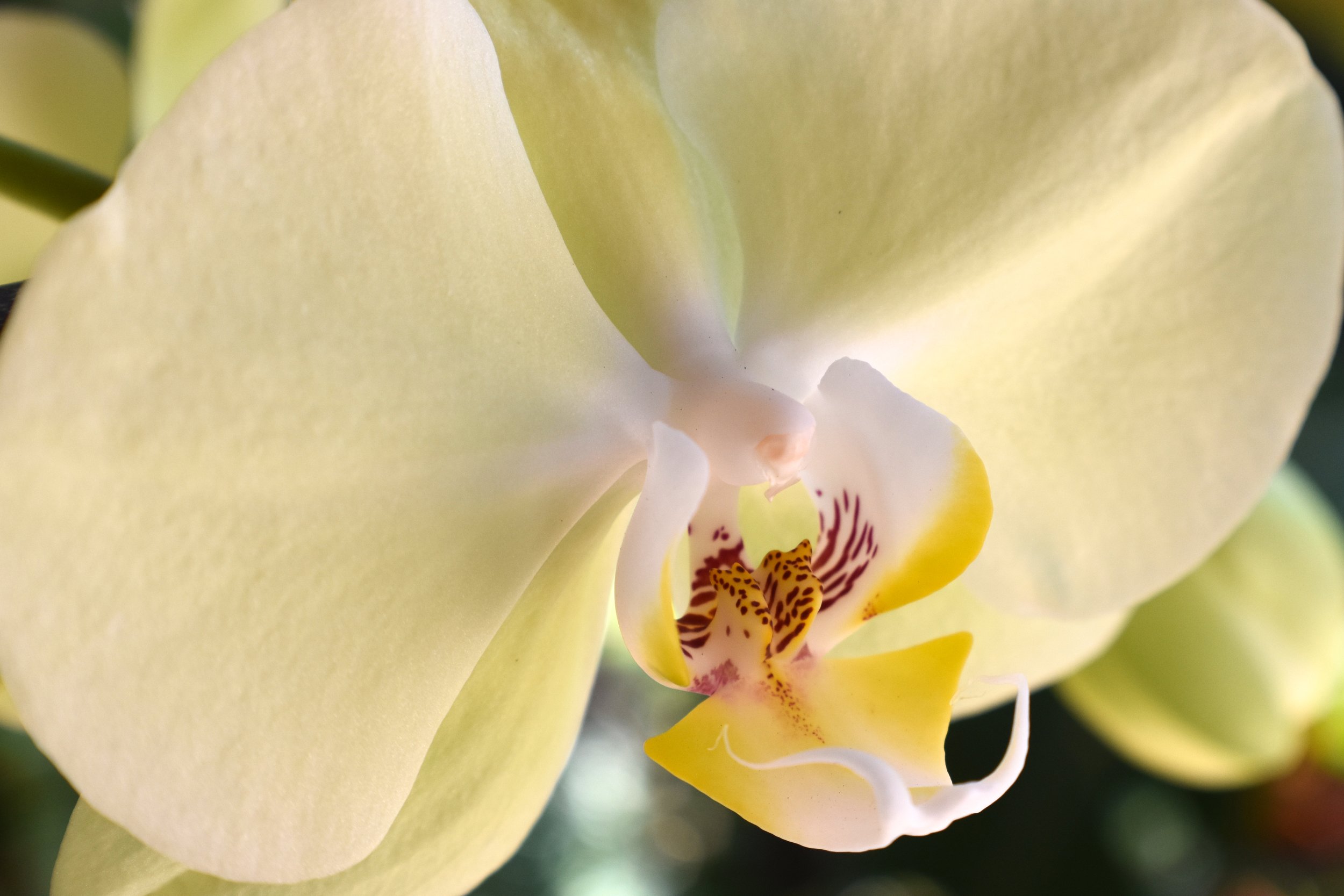 orchid.jpg