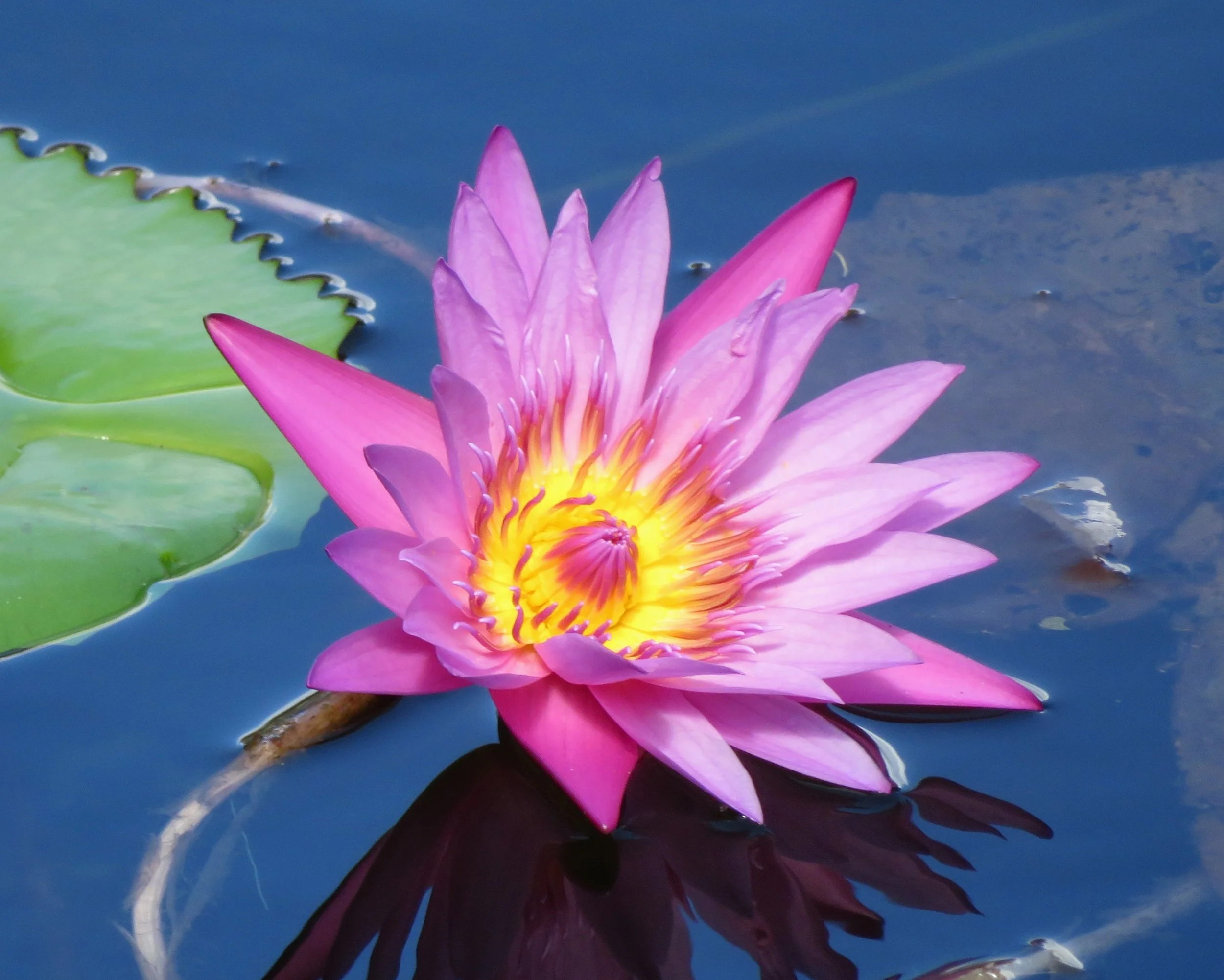 Lazzaro_Water+Lily.JPG
