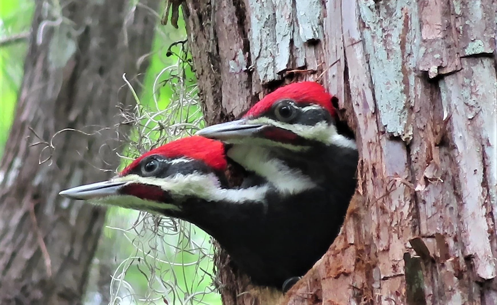 Pileated Woodpeckers on Shared Watch