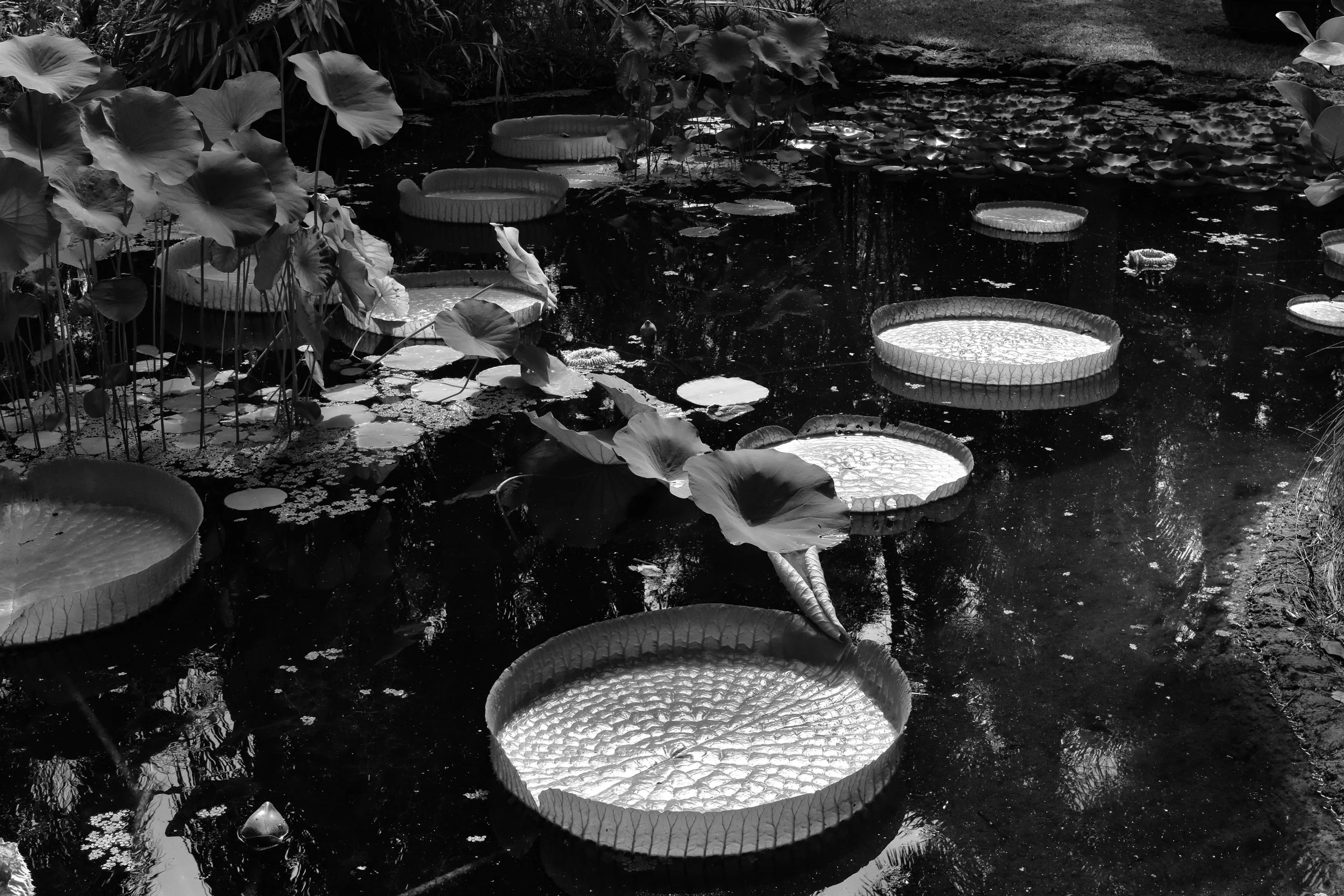 Giant Lily Pads