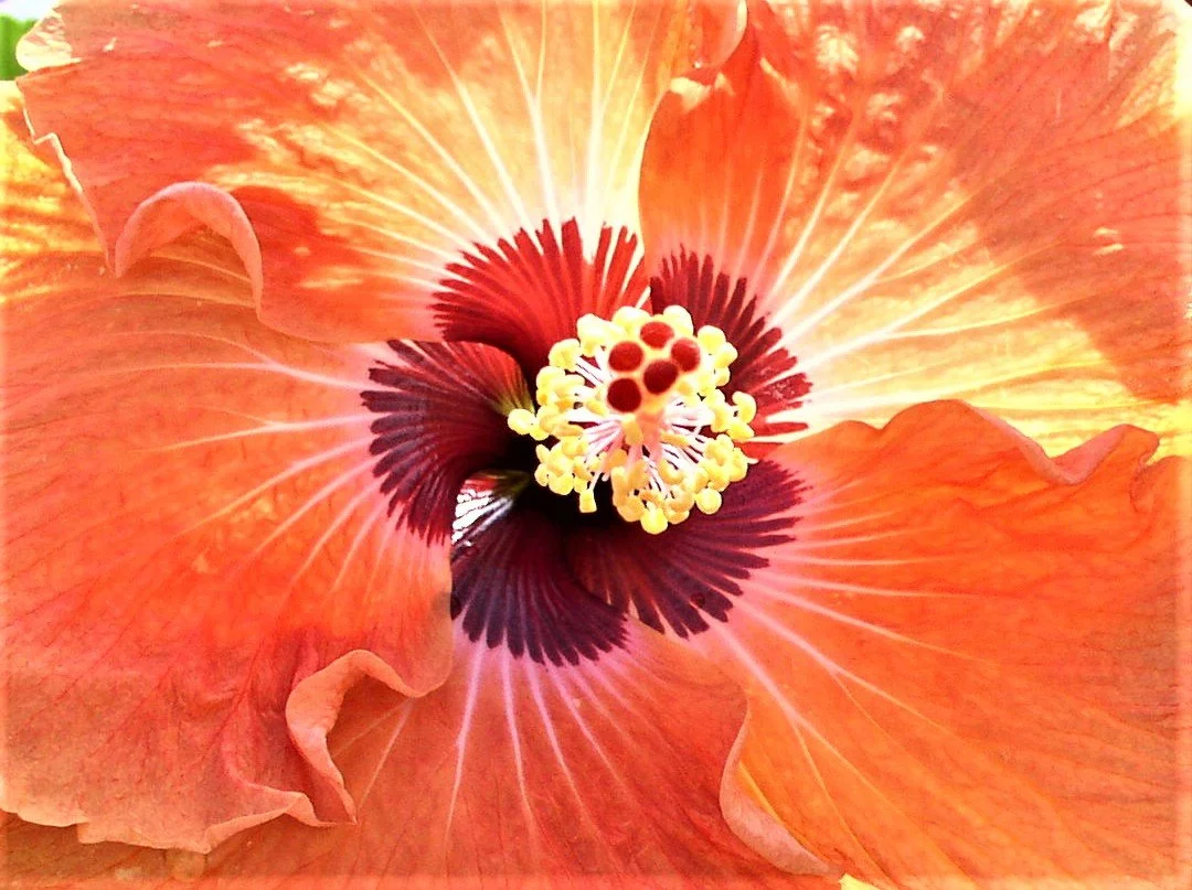 Lazzaro_Sunburst.jpg