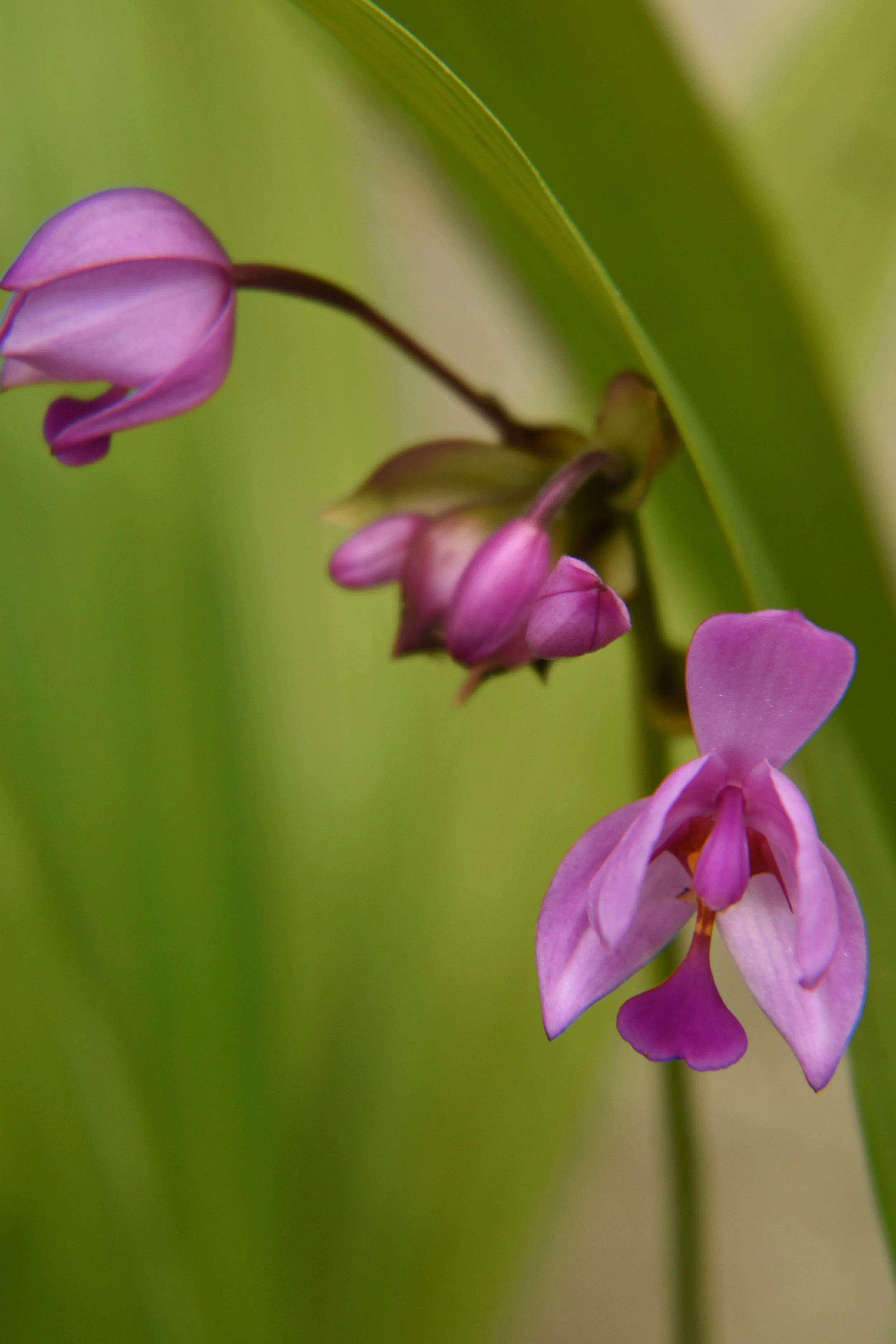Ground+Orchid.jpg
