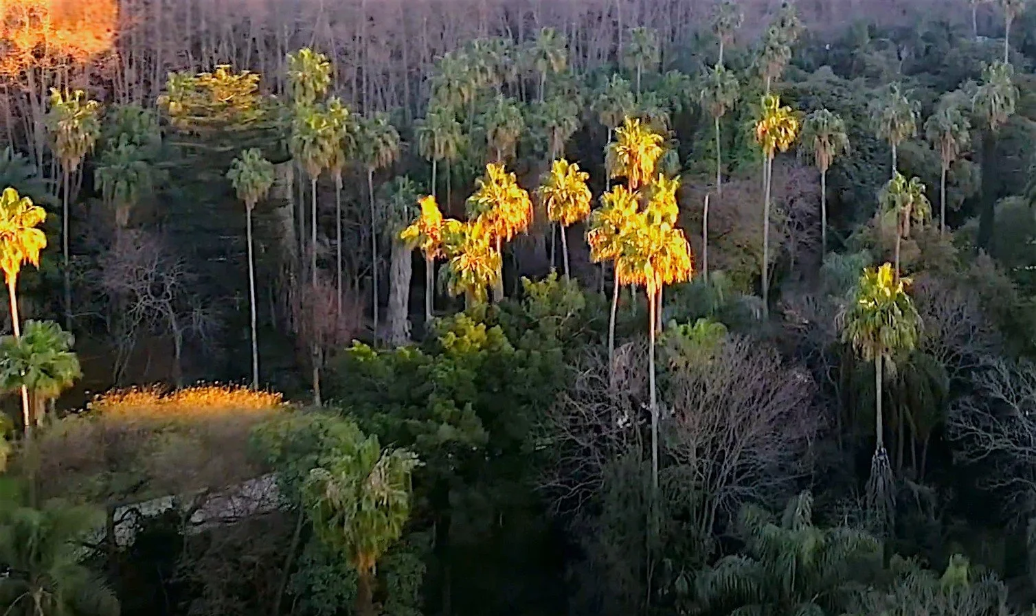 Le jardin d’essai d’Alger, un décor de cinéma