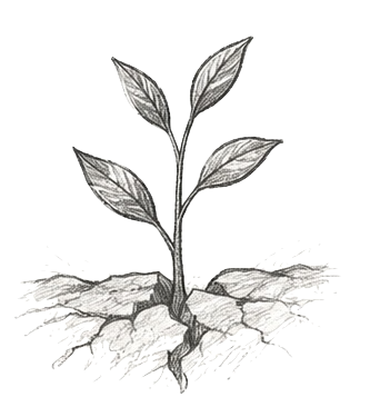 A young plant with several leaves growing from cracked soil.