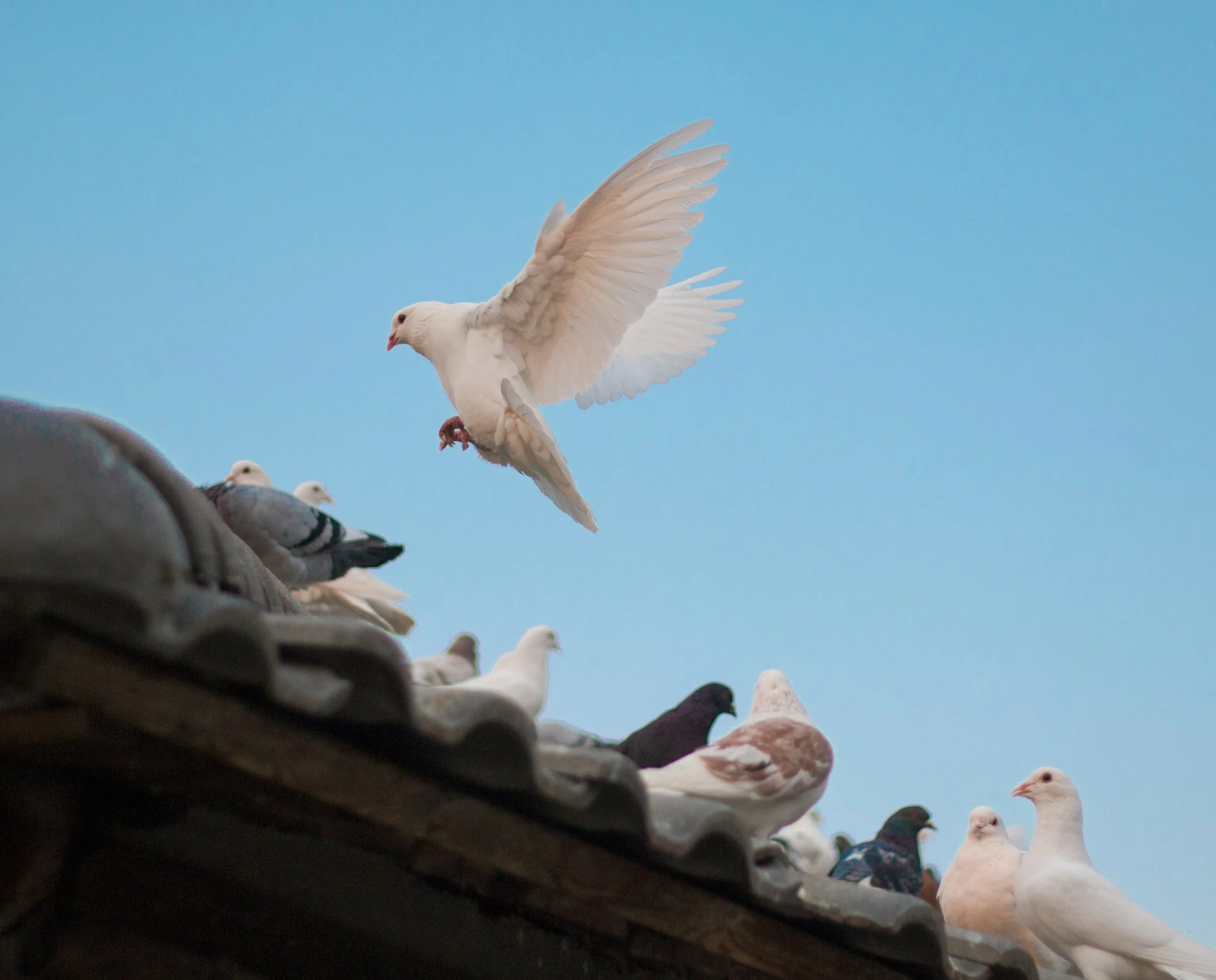 A white dove taking flight from a rooftop of pigeons on a tiled roof against a blue sky.