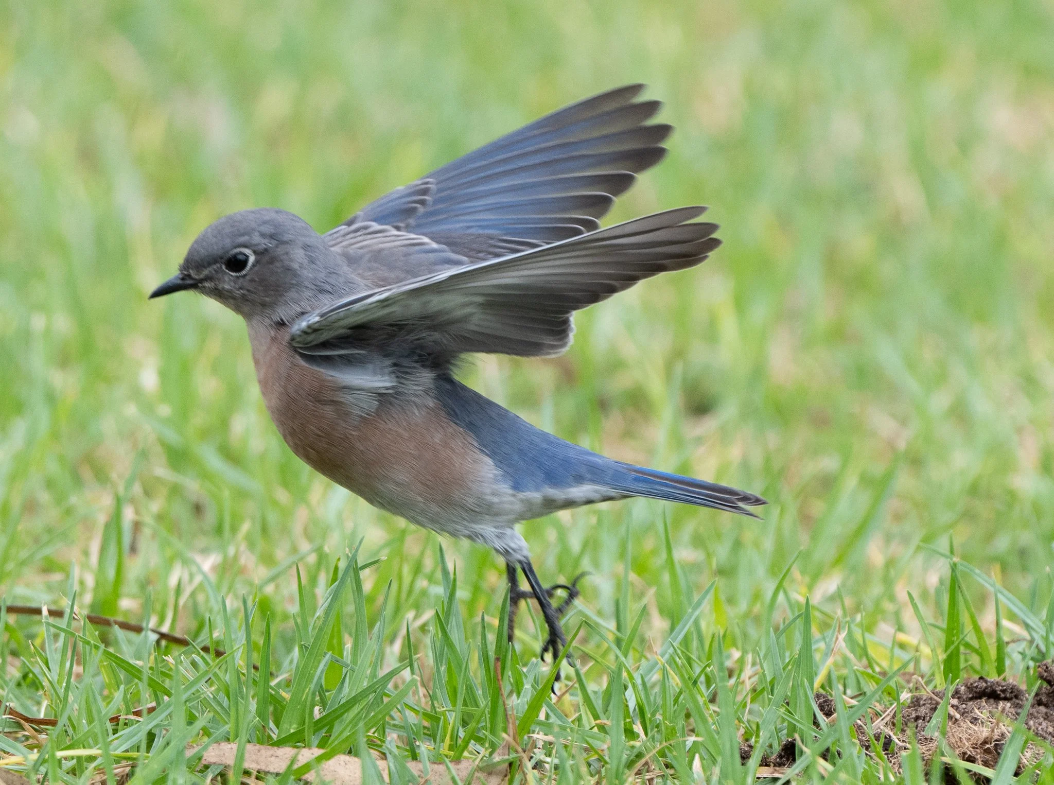 Western Bluebird lifting off at a San Diego park
