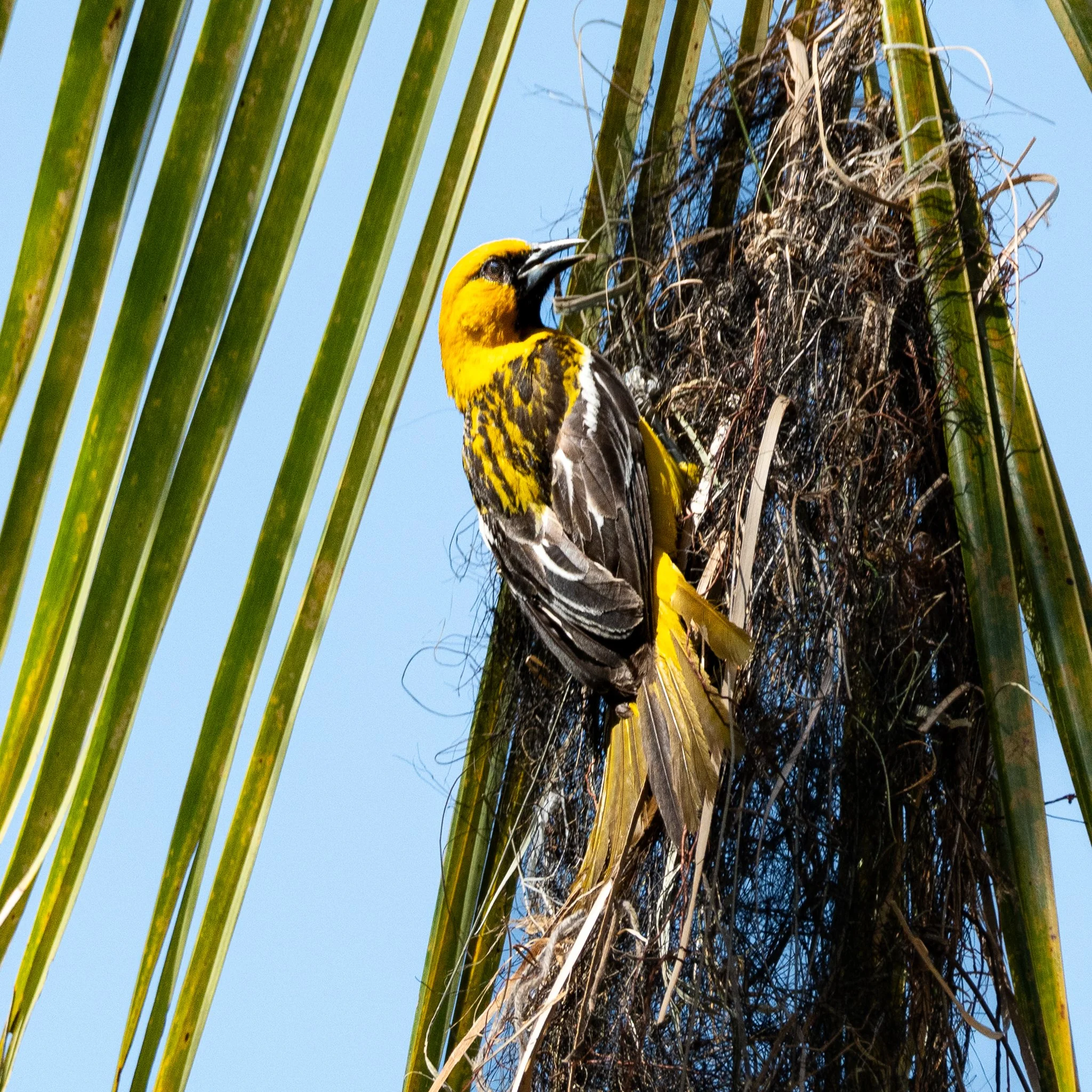 Streak-backed Oriole