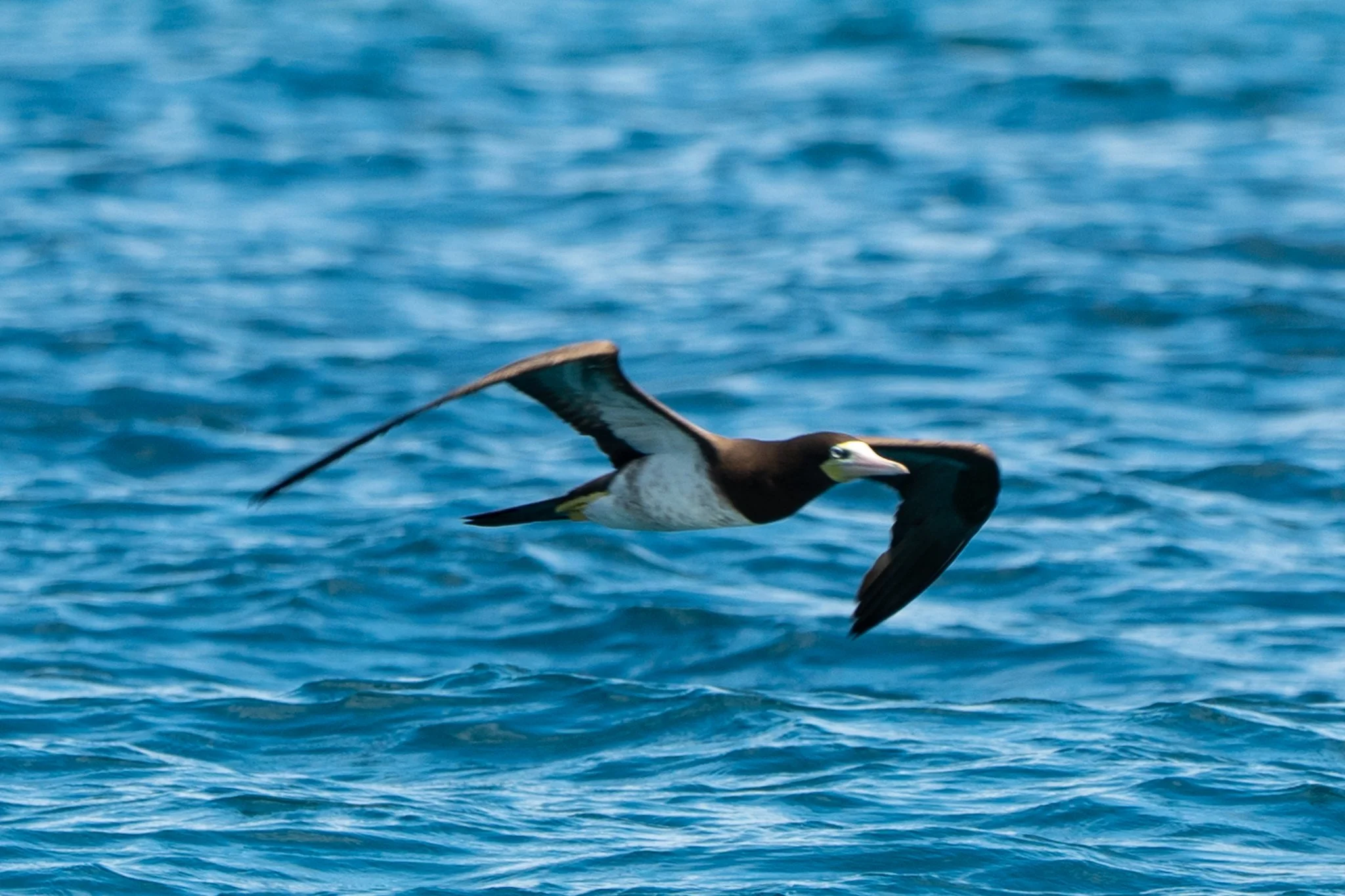 brown_booby_STJ_7759.jpg