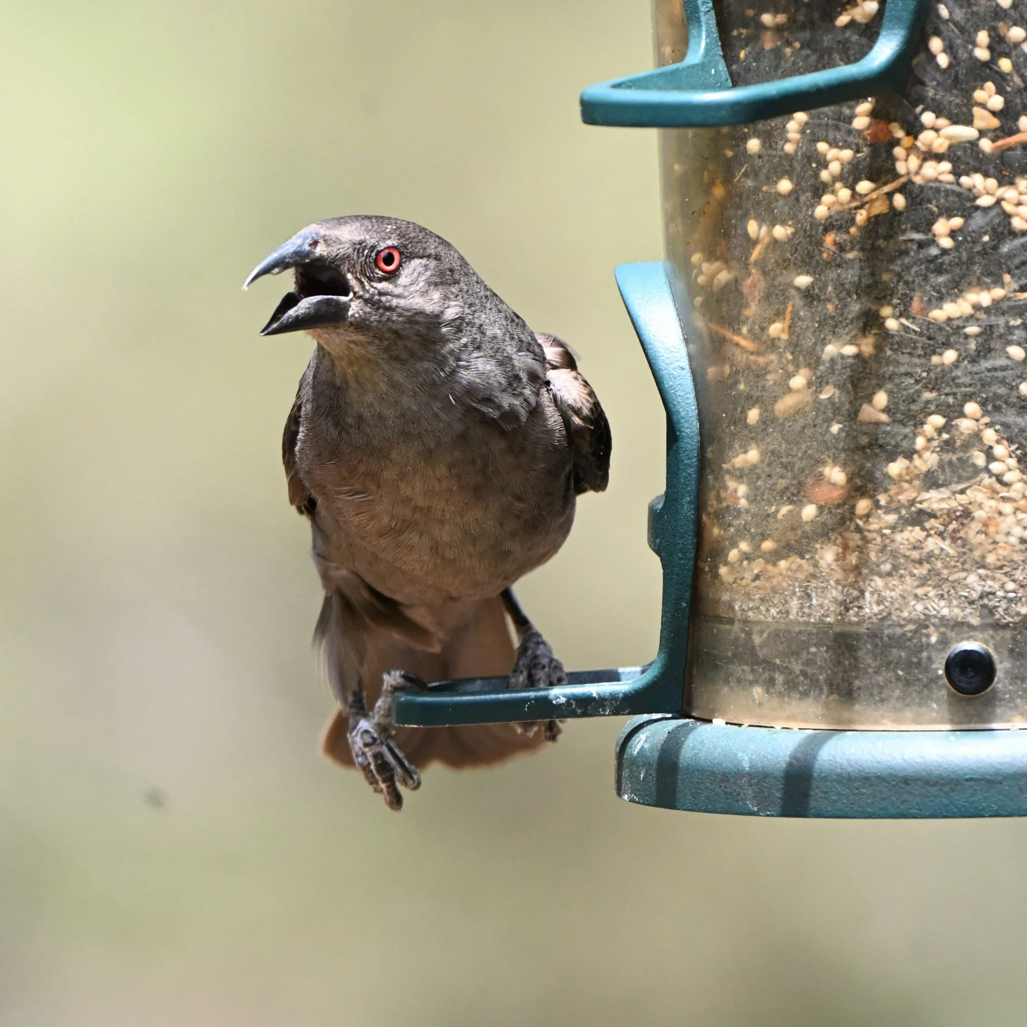 bronzed_cowbird_MAD_7596.JPG