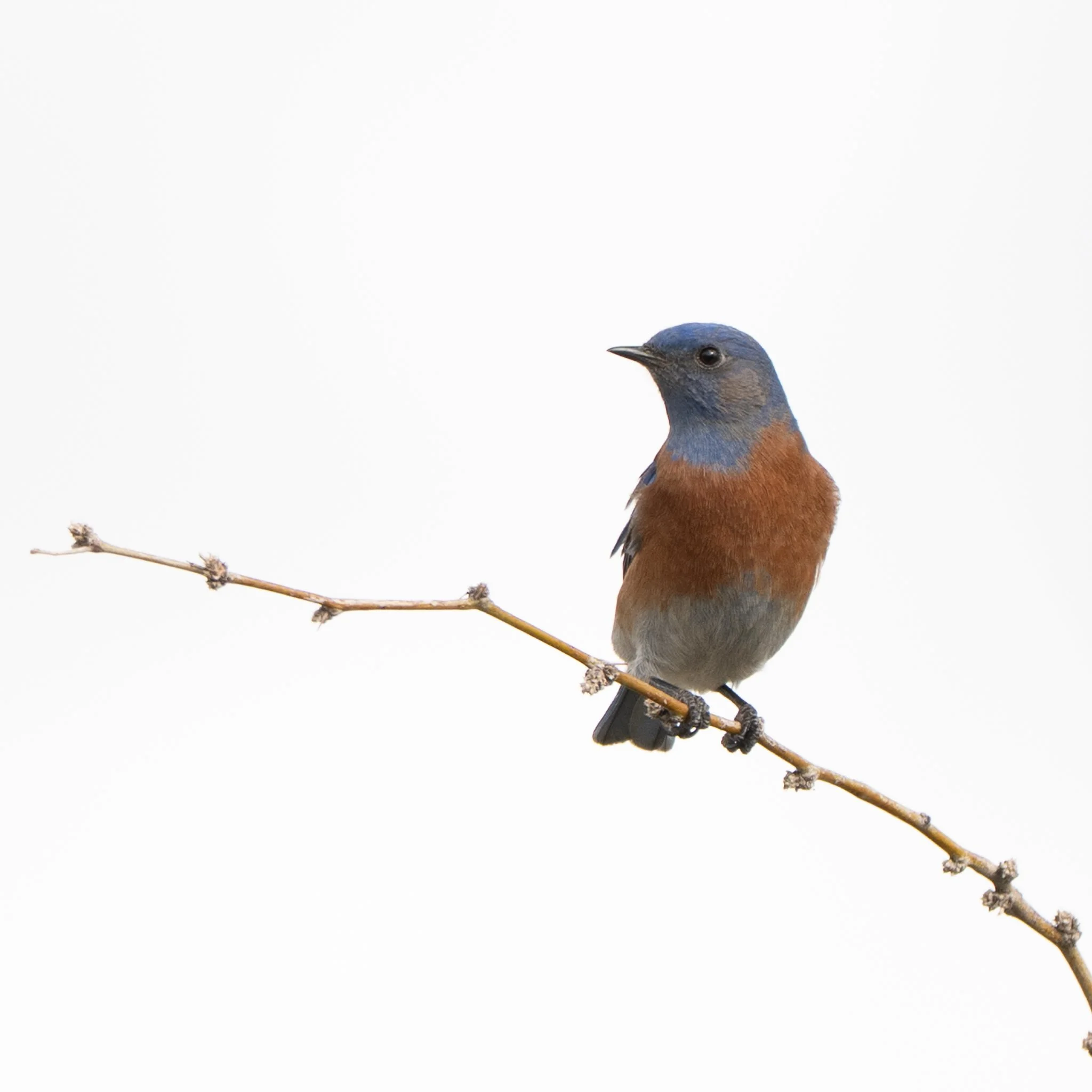 Western Bluebird at Agua Caliente Regional Park, Tucson, AZ