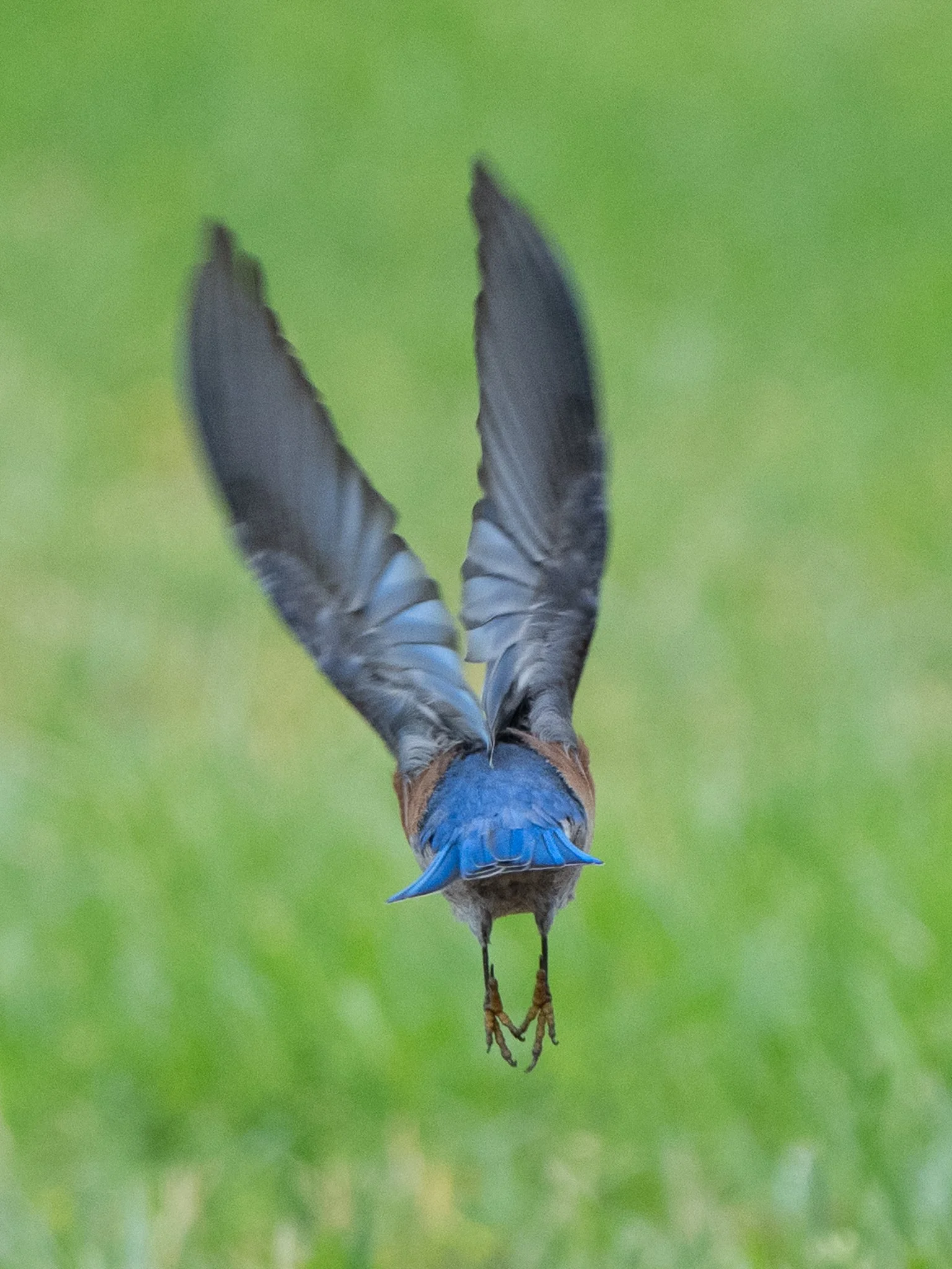 Western Bluebird