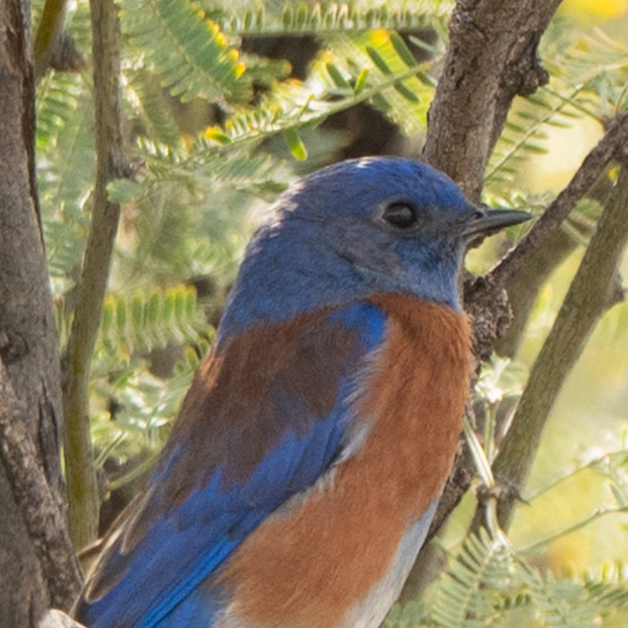 Western Bluebird in Agua Caliente Regional Park, Tucson, AZ
