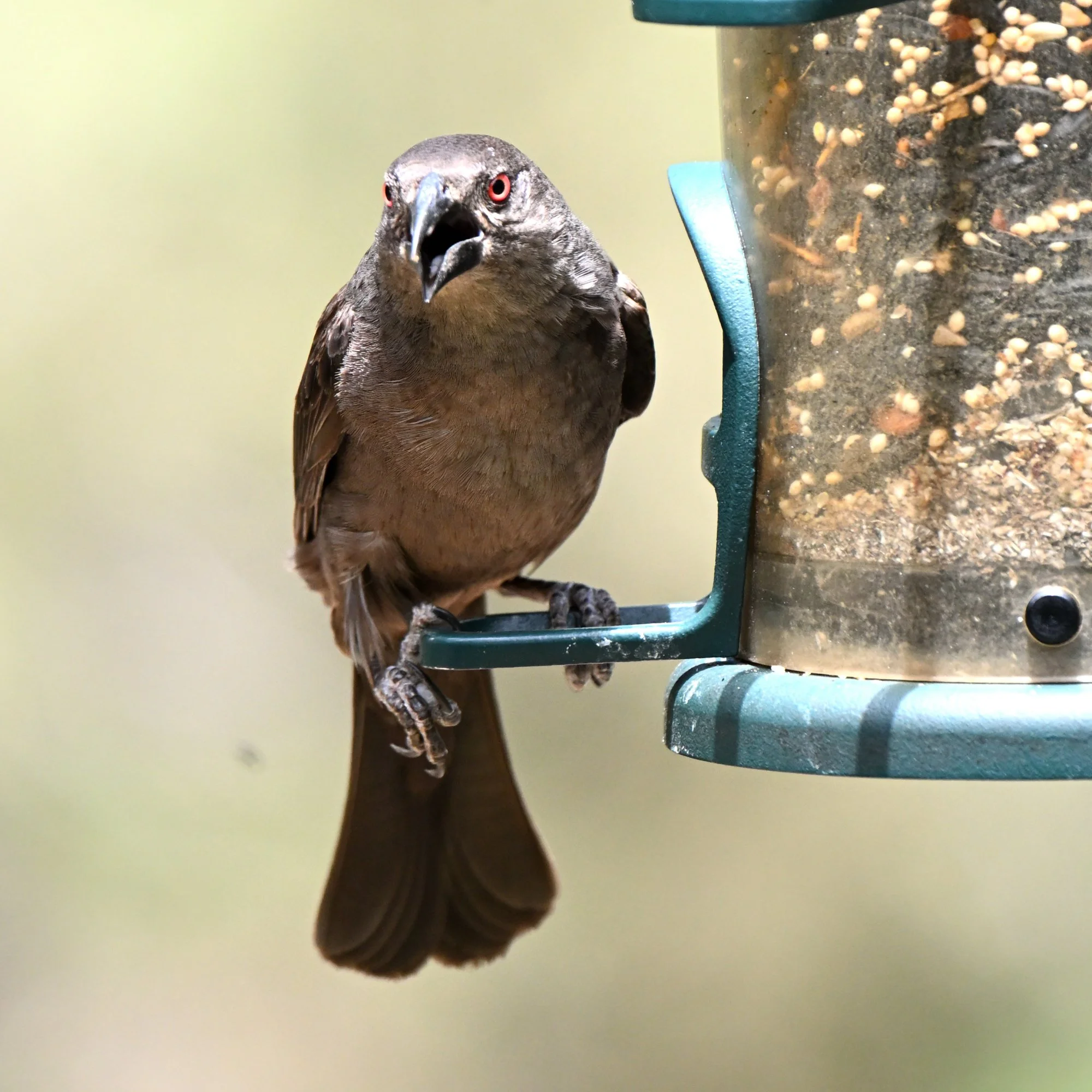 bronzed_cowbird_MAD_7592.JPG