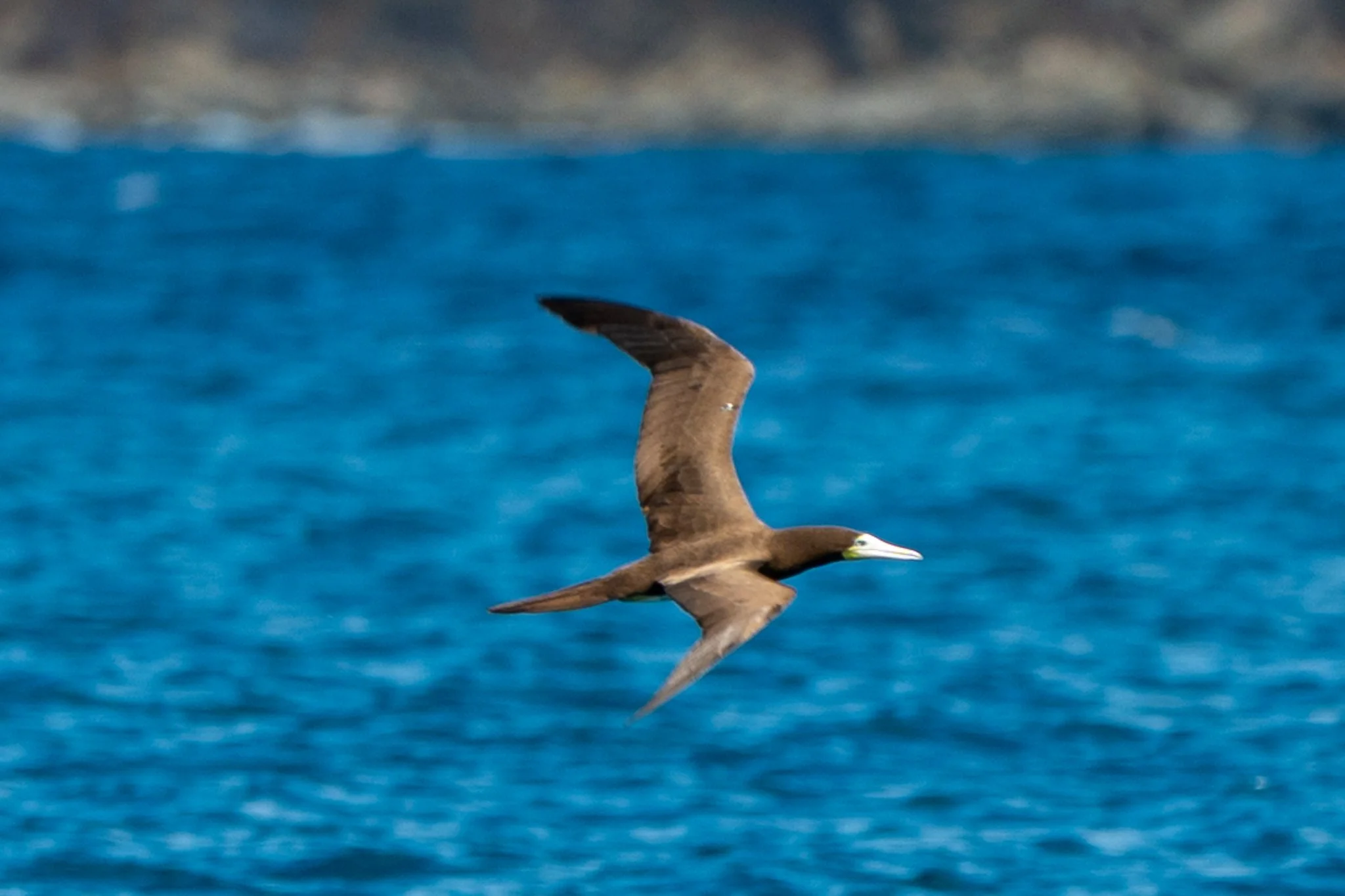 brown_booby_STJ_7695.jpg