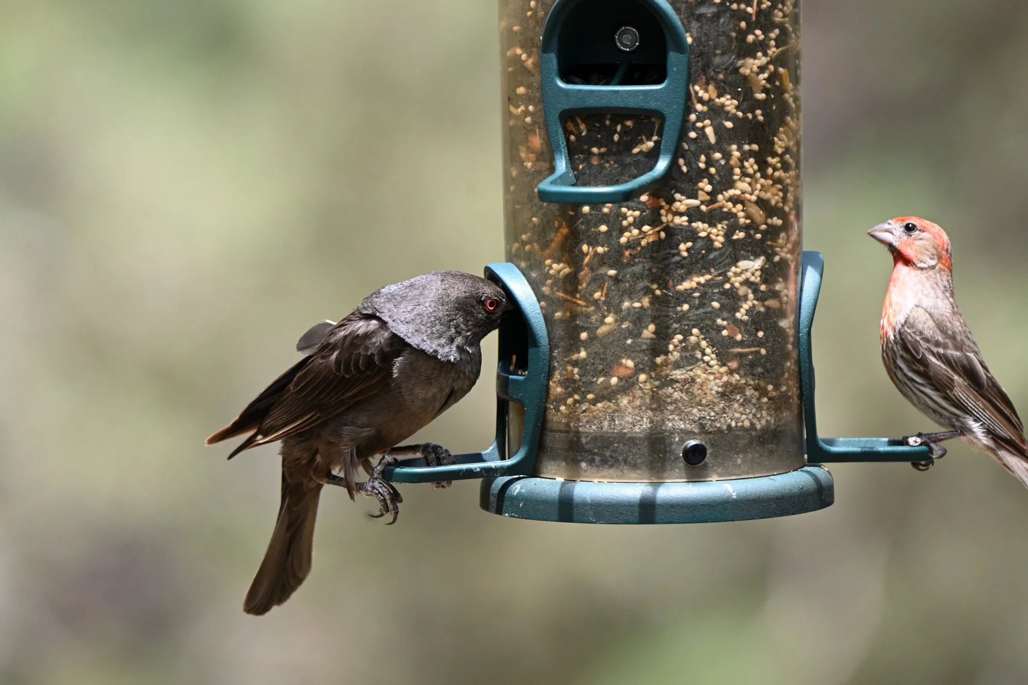 bronzed_cowbird_MAD_7545.JPG