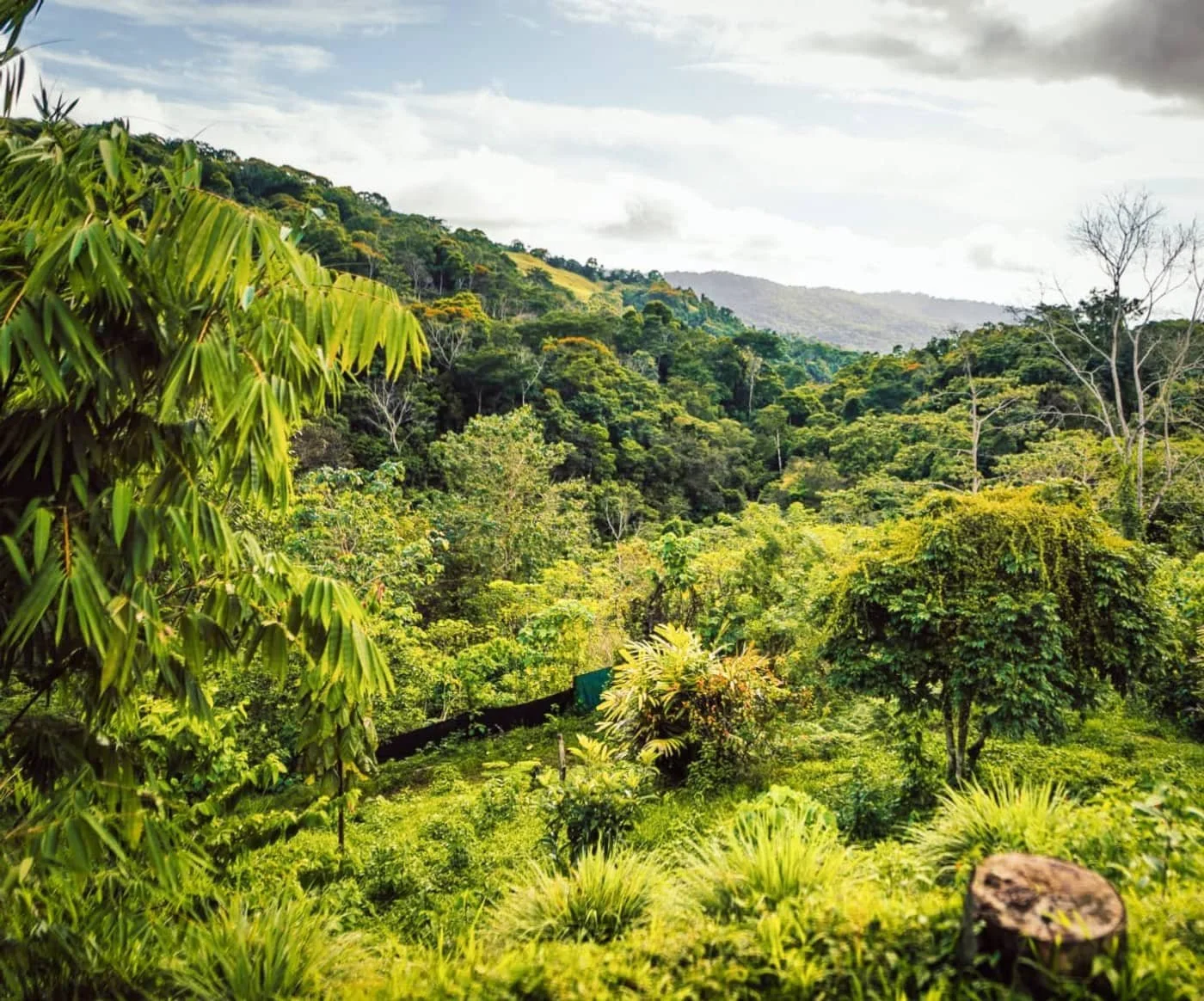 florestral_green views.jpg