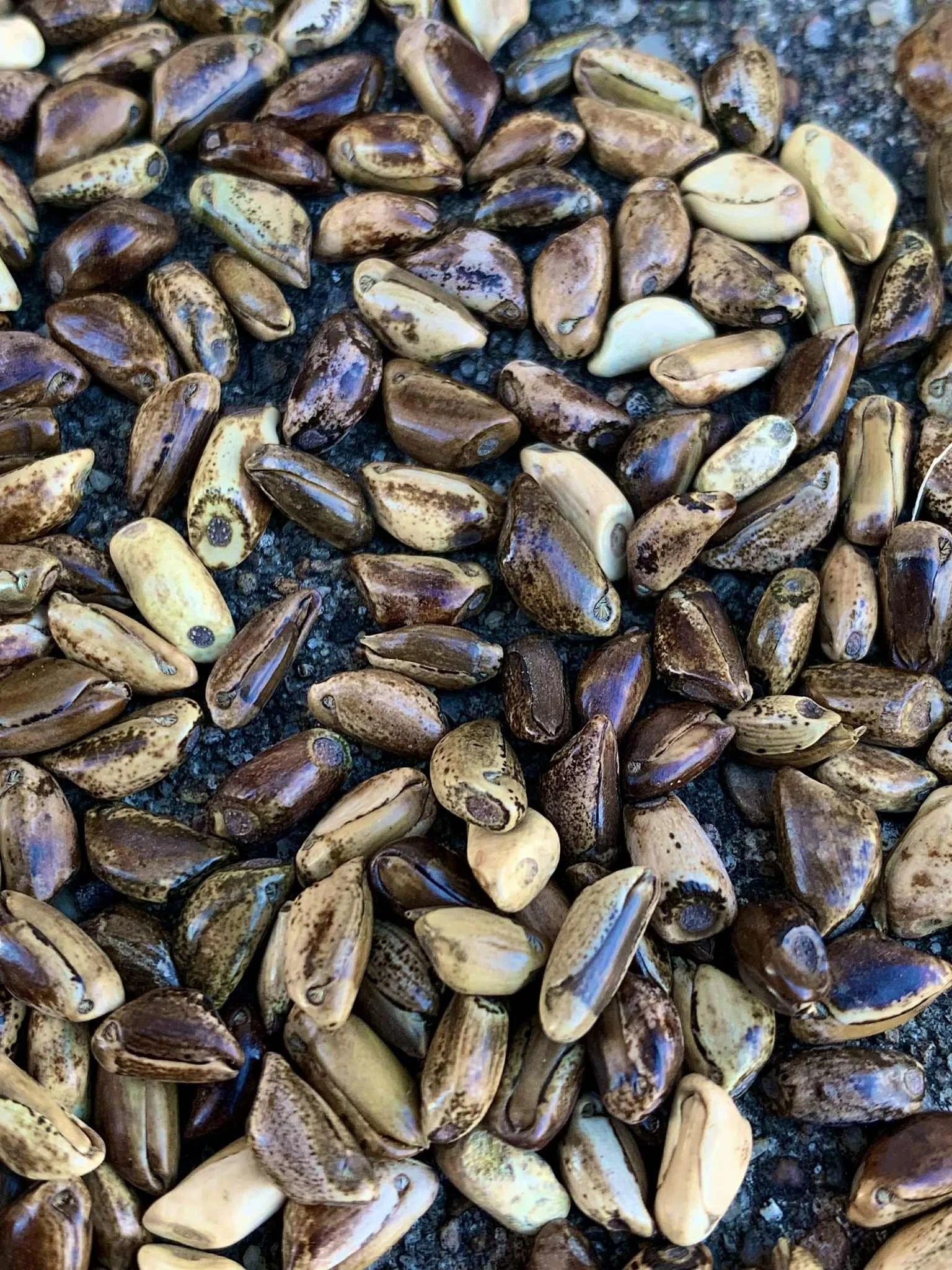 Balsas Annual Teosinte