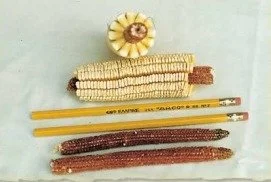 Cron-Pencil-Cob-2.jpg