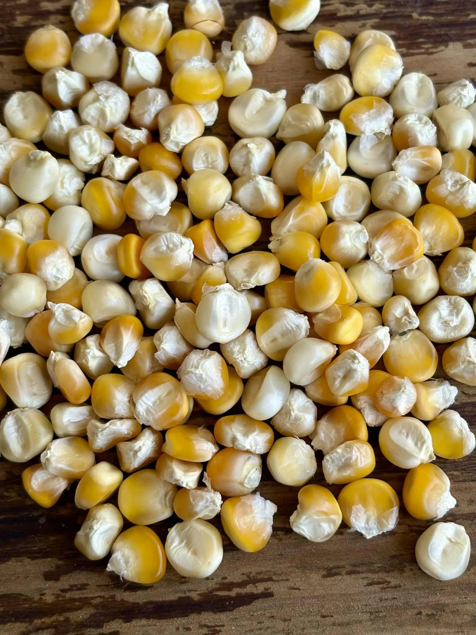 Nal-Tel Amarillo Tierra Baja Corn