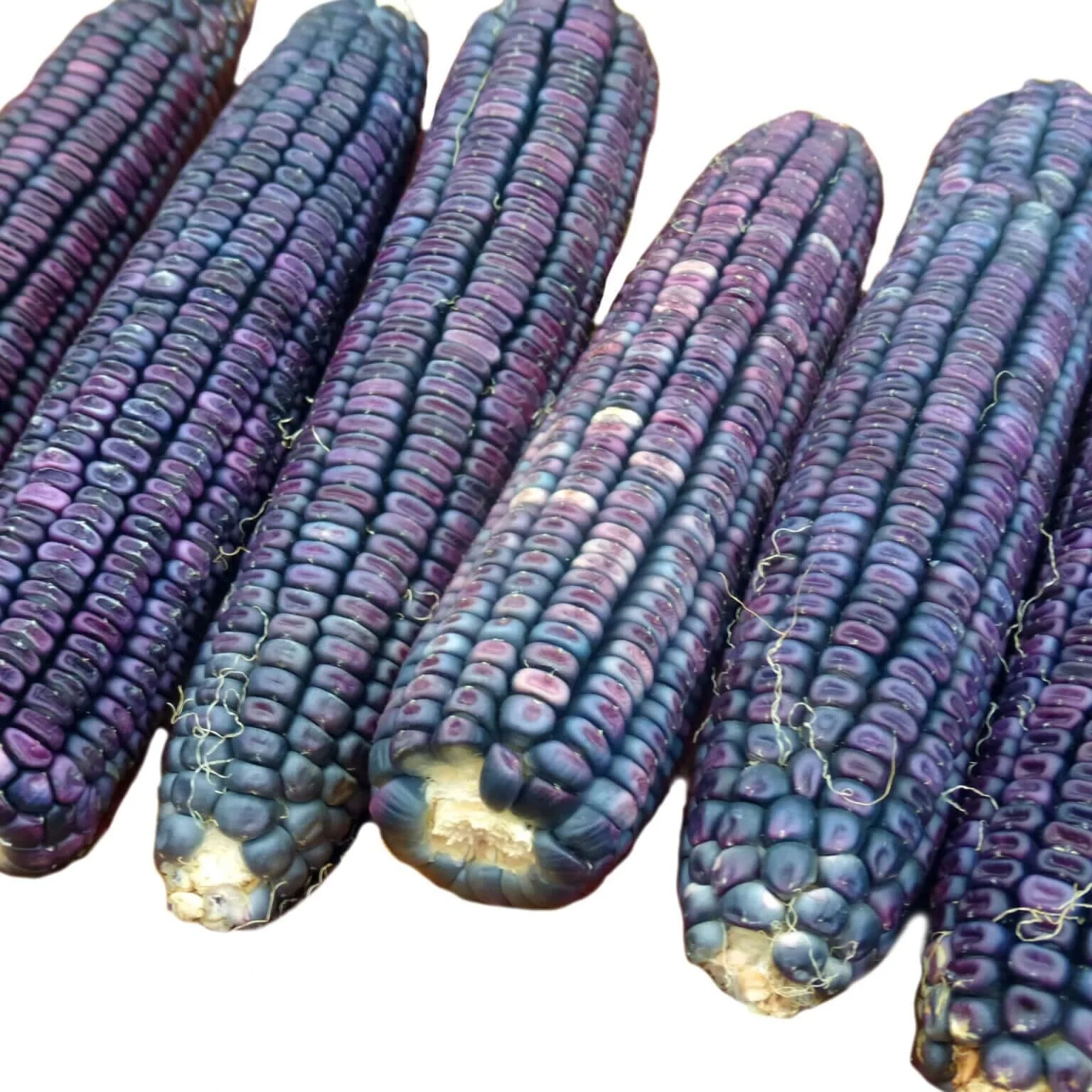Ohio Blue Clarage Dent Corn