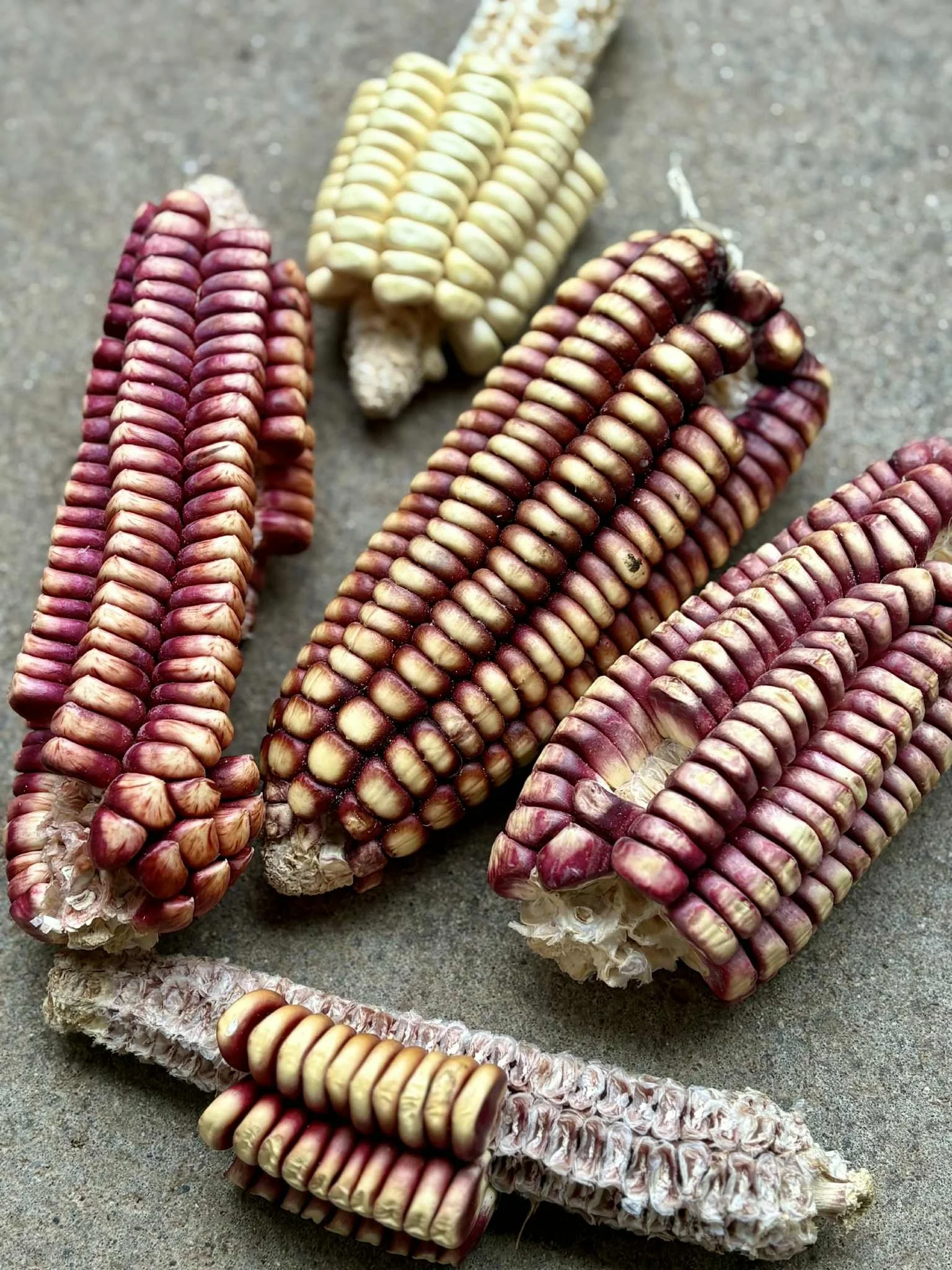 Mixed Cuzco Gigante Corn
