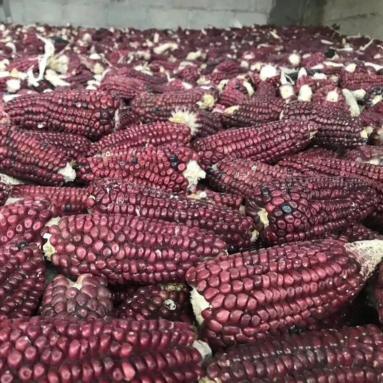 Red Conico Corn