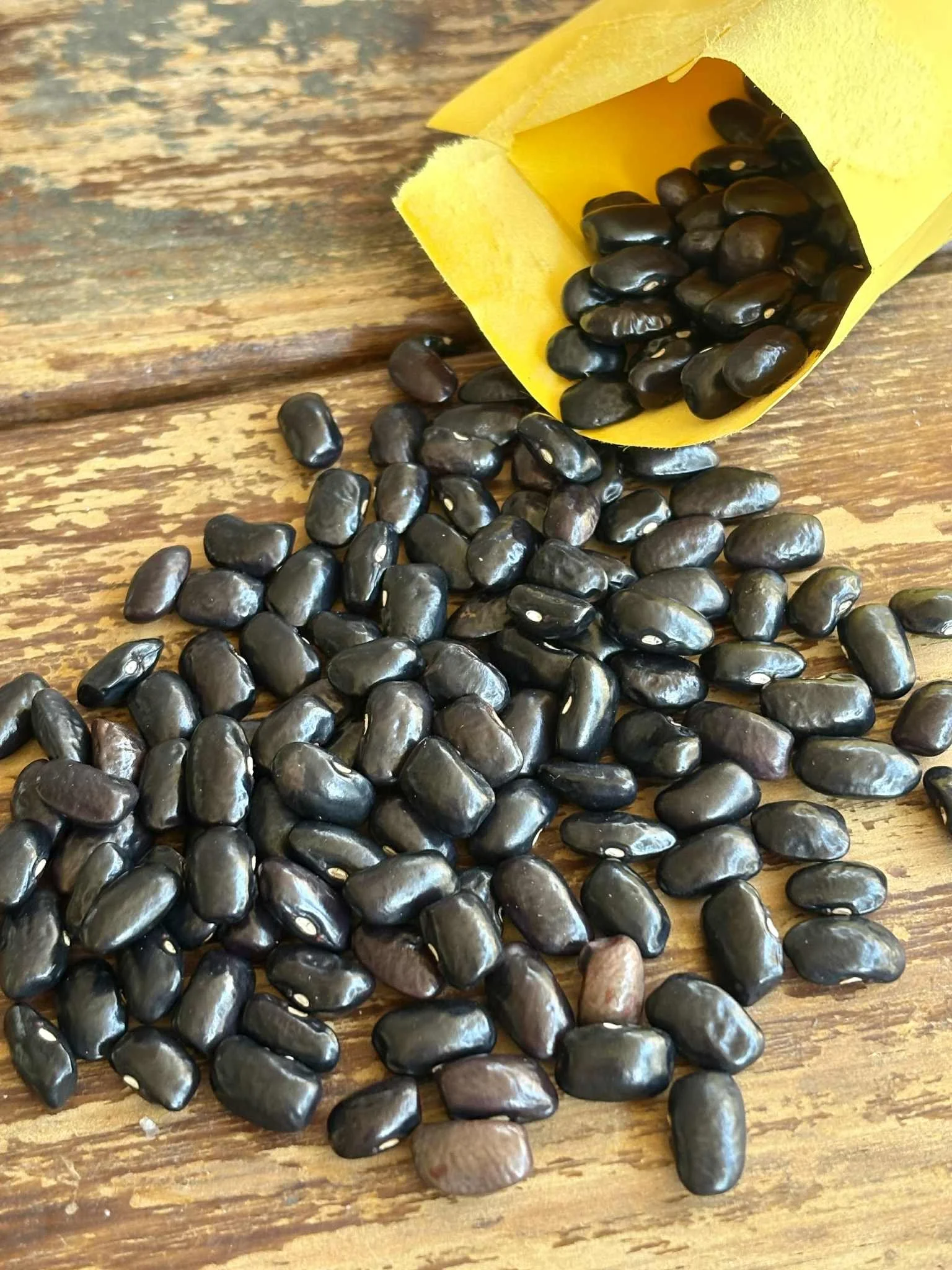 Little Blacksnake Pole Bean