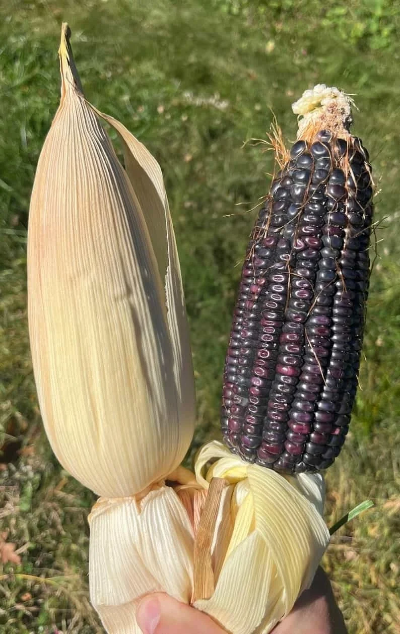 Blue Conico Corn