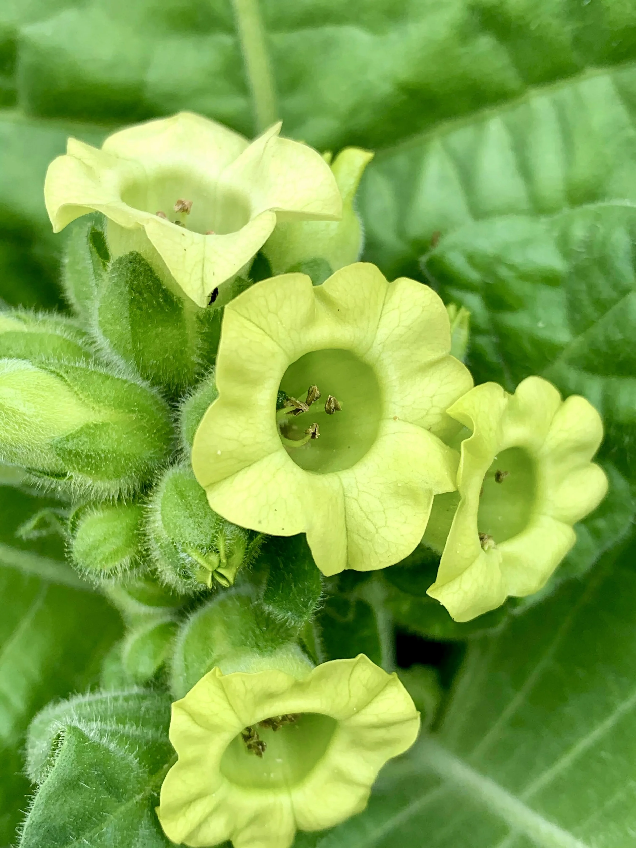 Wild Rustica Tobacco