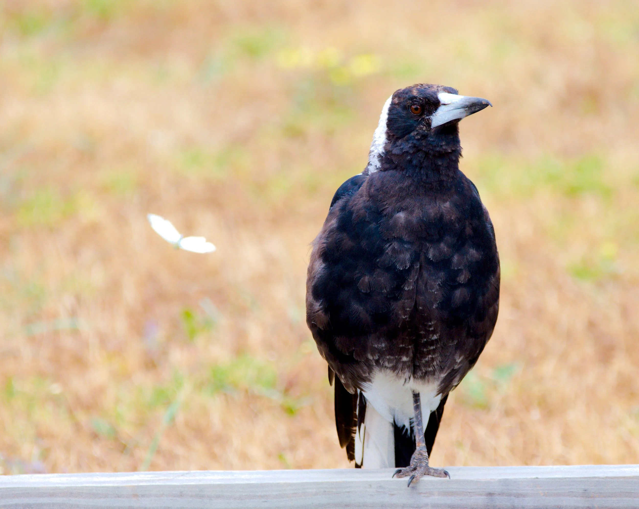 Australian Magpie (Western) - (Gymnorhina tibicen dorsalis)