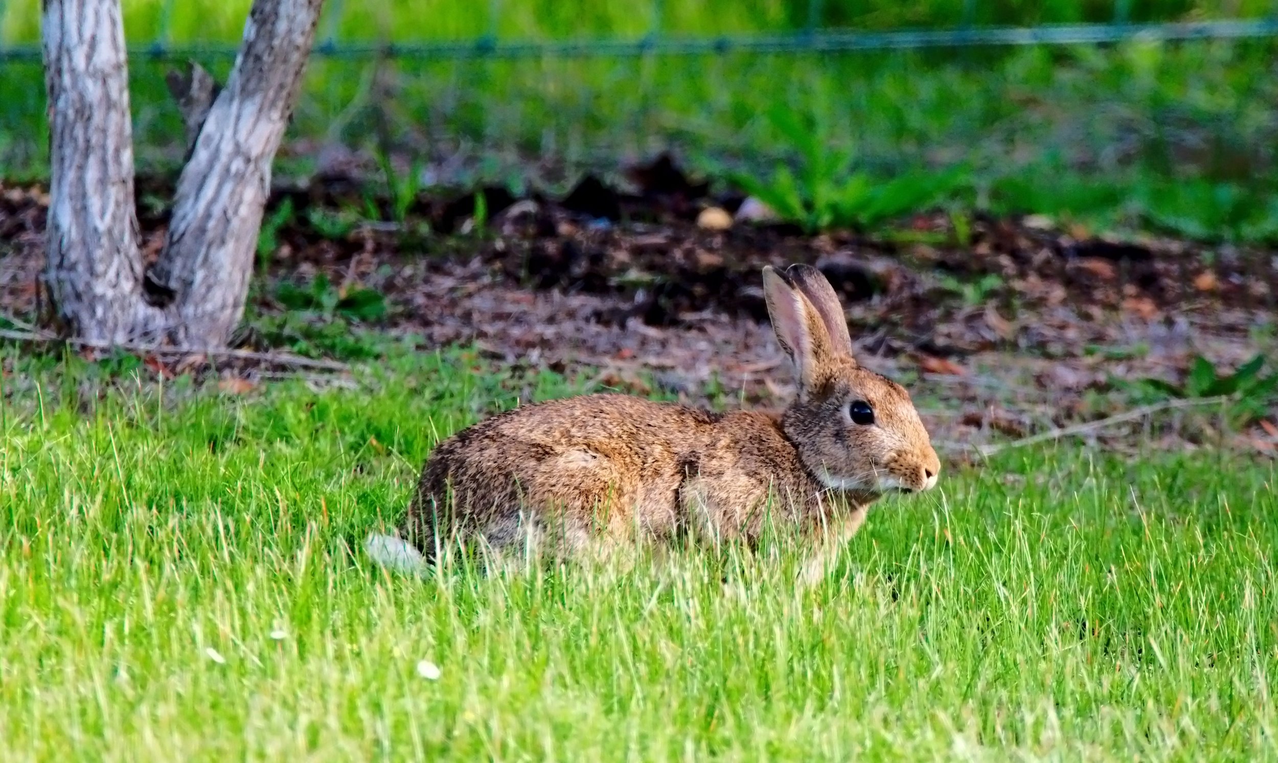 European rabbit (Oryctolagus cuniculus)
