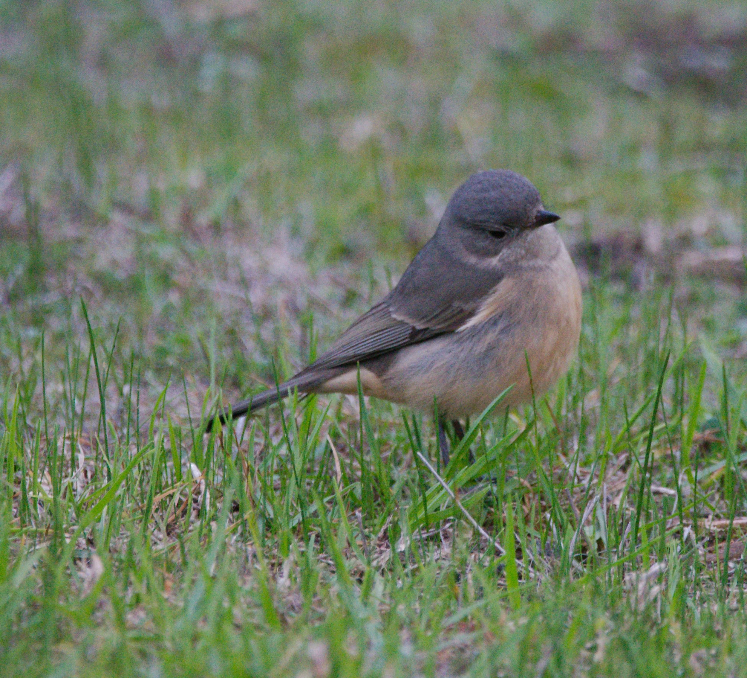 Do you know this bird?