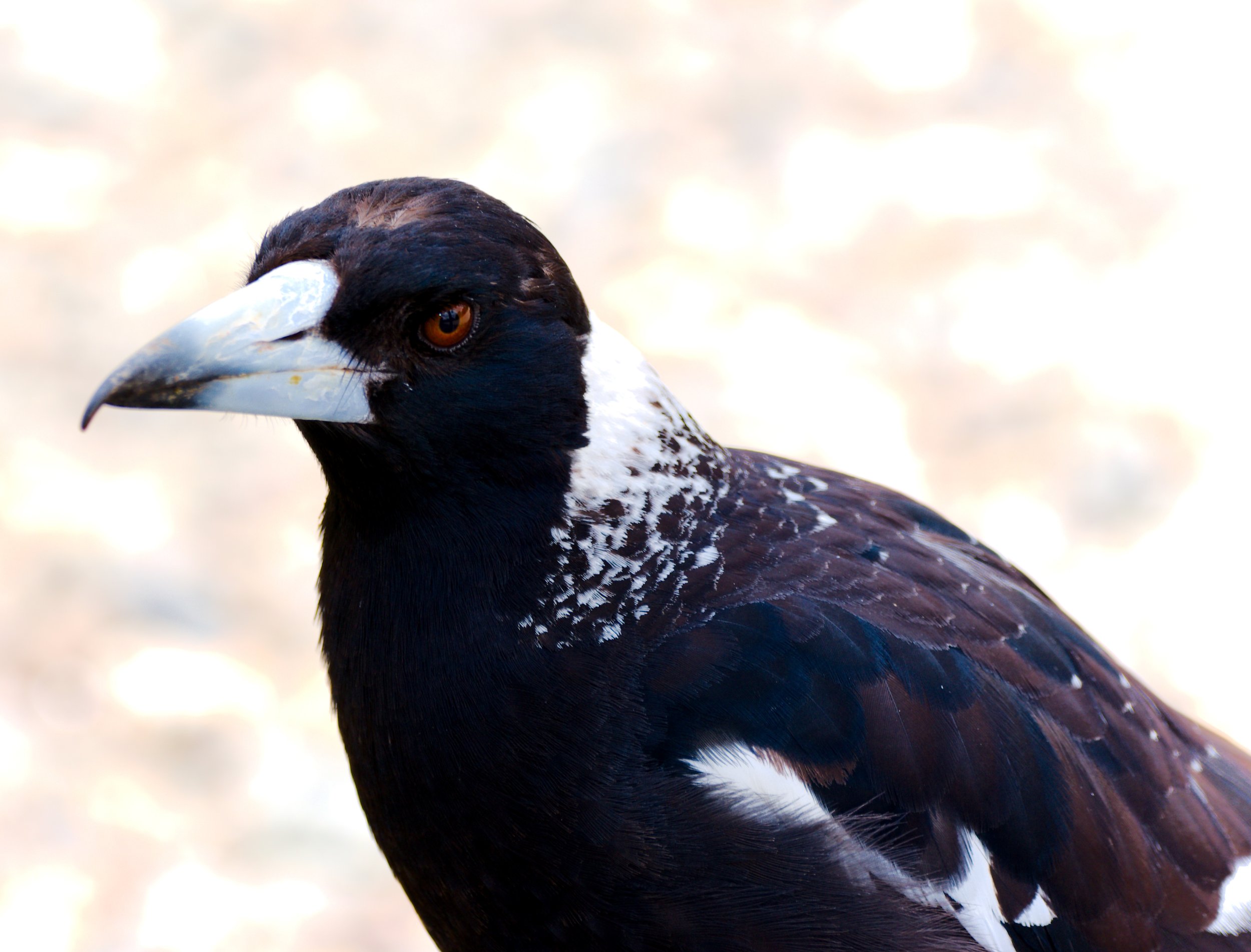Australian Magpie (Western) - (Gymnorhina tibicen dorsalis)