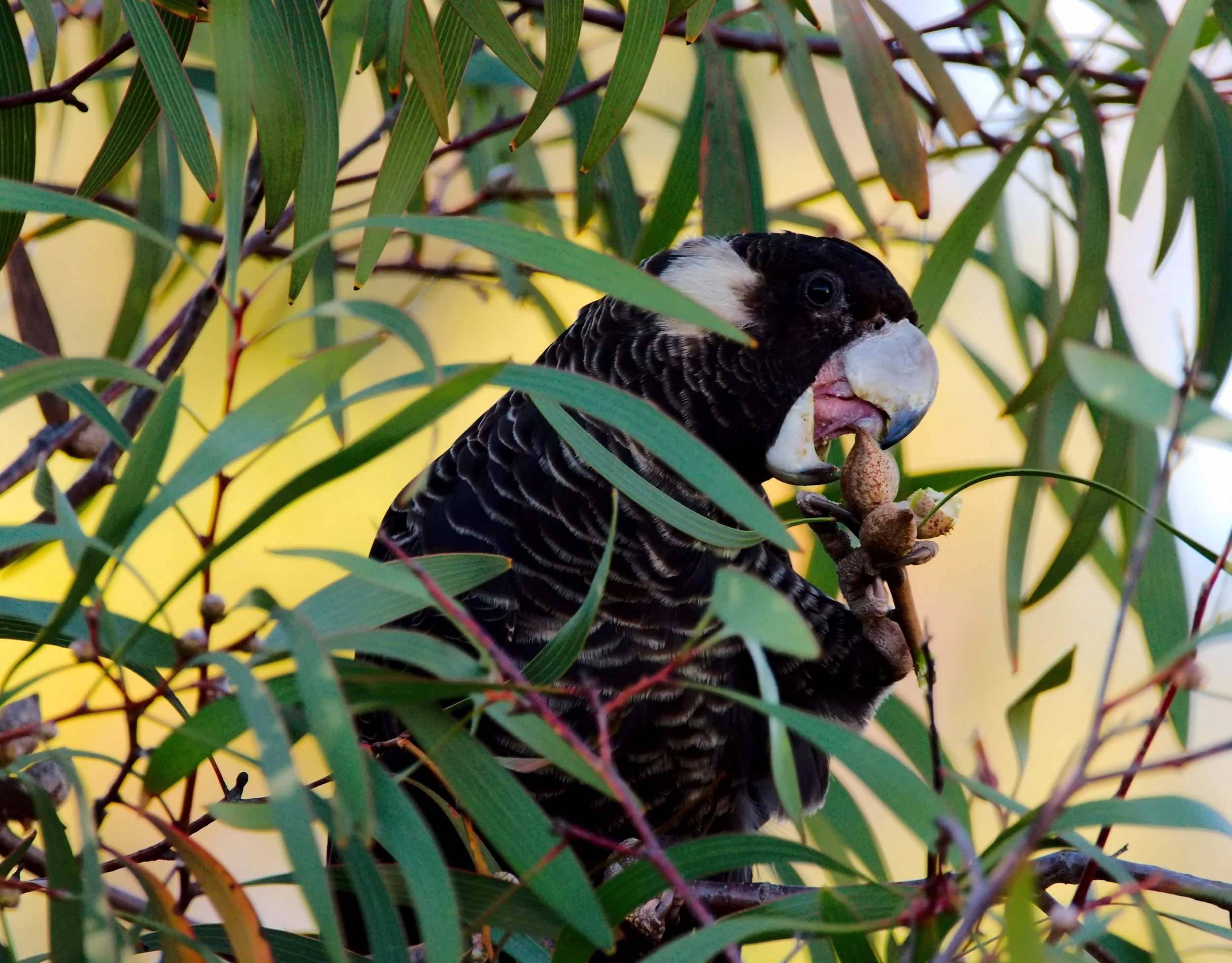 Carnaby's black-cockatoo (Calyptorhynchus latirostris)