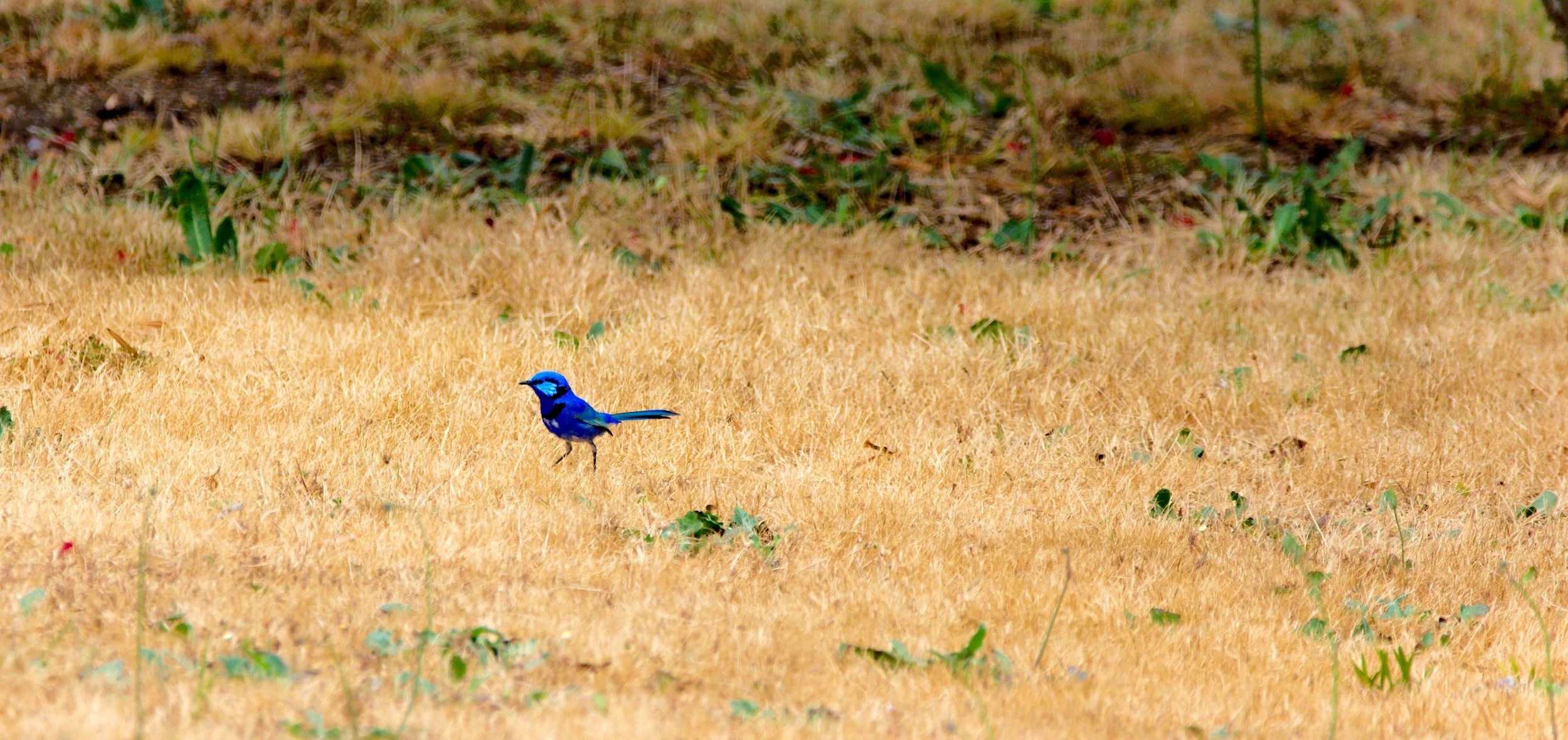 Splendid fairywren (Malurus splendens)