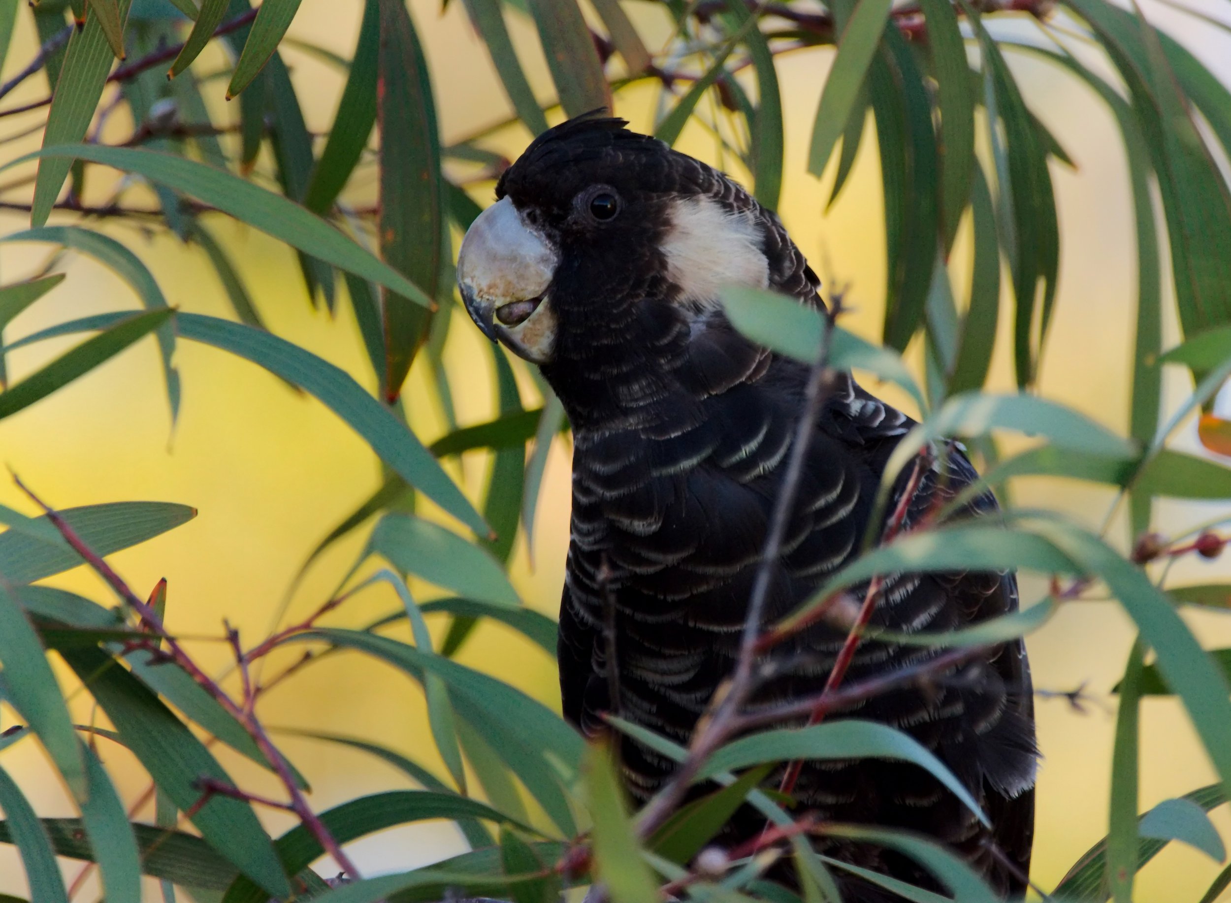 Carnaby's black-cockatoo (Calyptorhynchus latirostris)