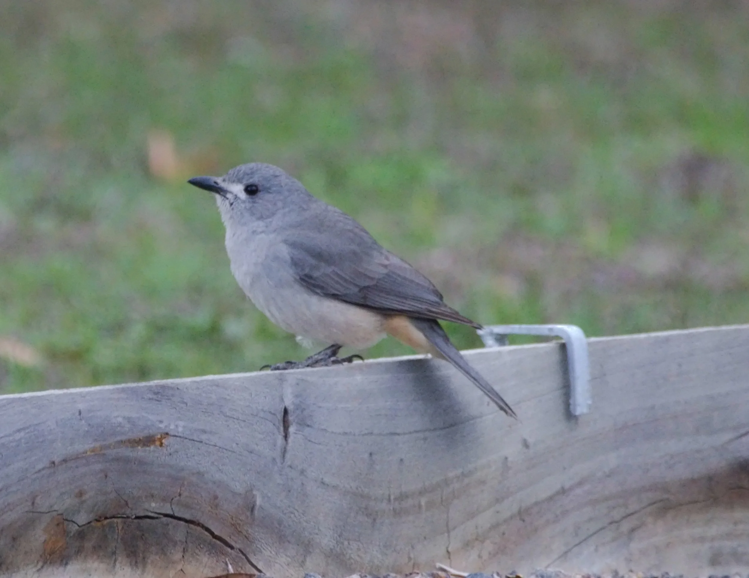 White-breasted robin (Eopsaltria georgiana)
