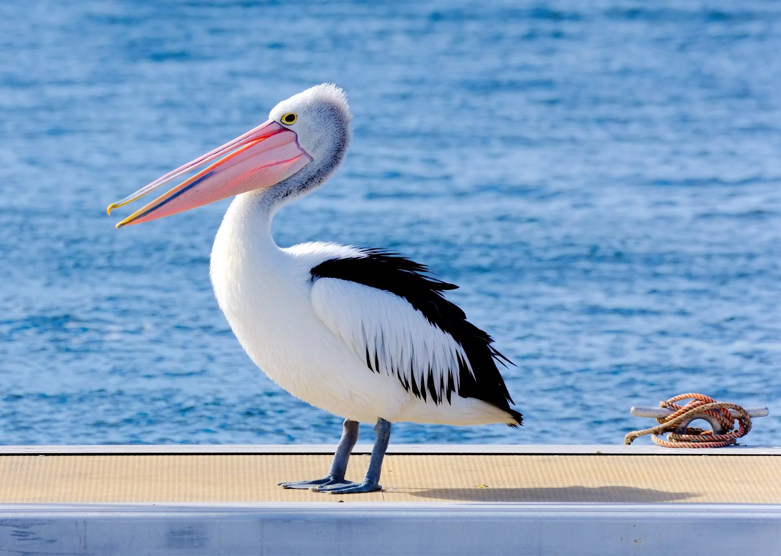 Australian pelican (Pelecanus conspicillatus)