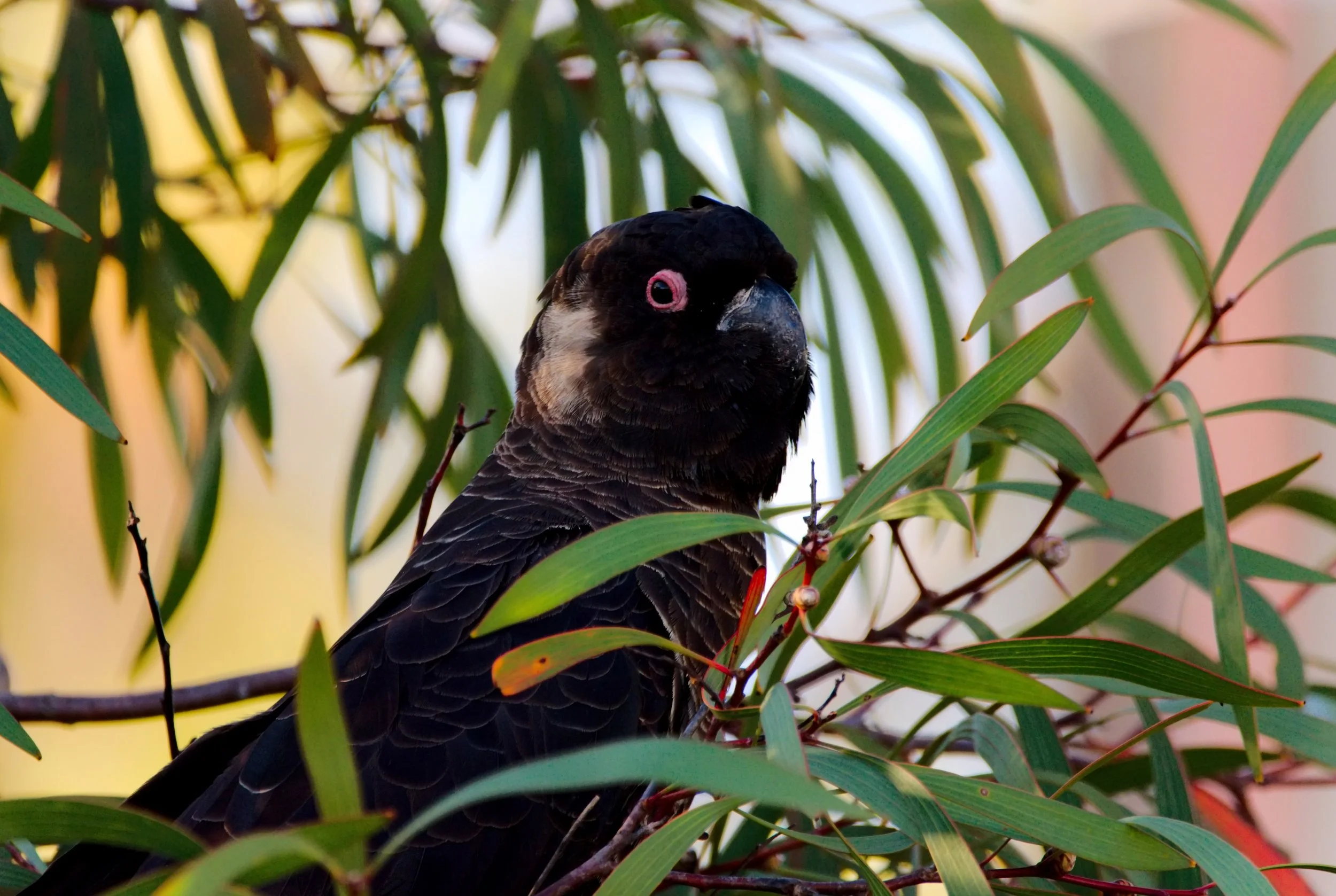 Carnaby's black-cockatoo (Calyptorhynchus latirostris)