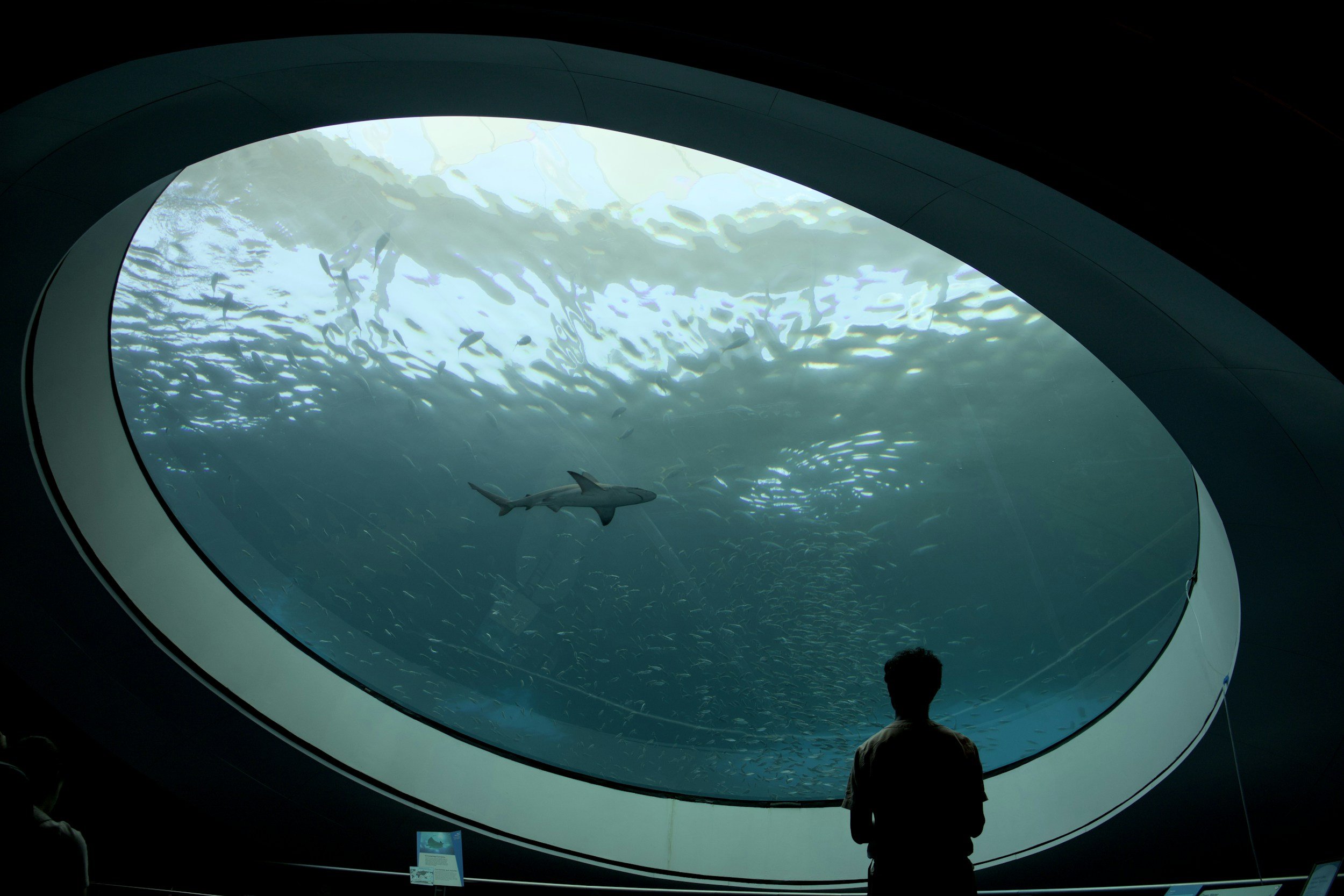 Person observing an aquarium tank with a shark and a school of fish through a large, circular window.