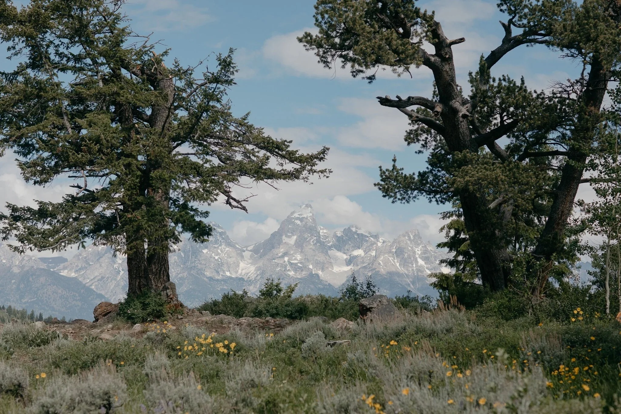 Wedding+Tree+Elopement+at+Grand+Tetons+National+Park+-2.jpeg