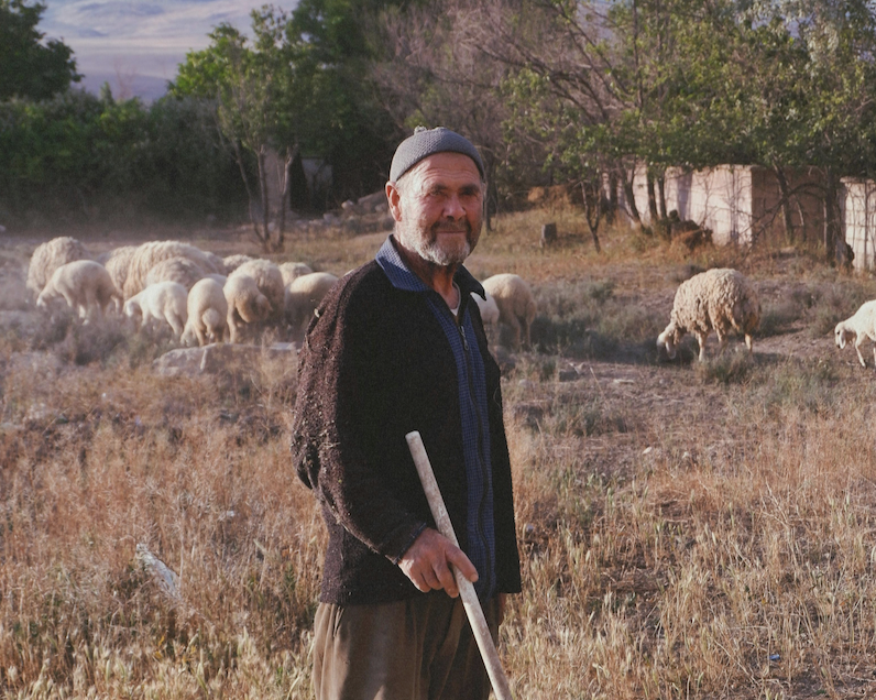 An elderly man with a beard, wearing a beanie, jacket, and khakis, standing in a field with sheep grazing in the background.